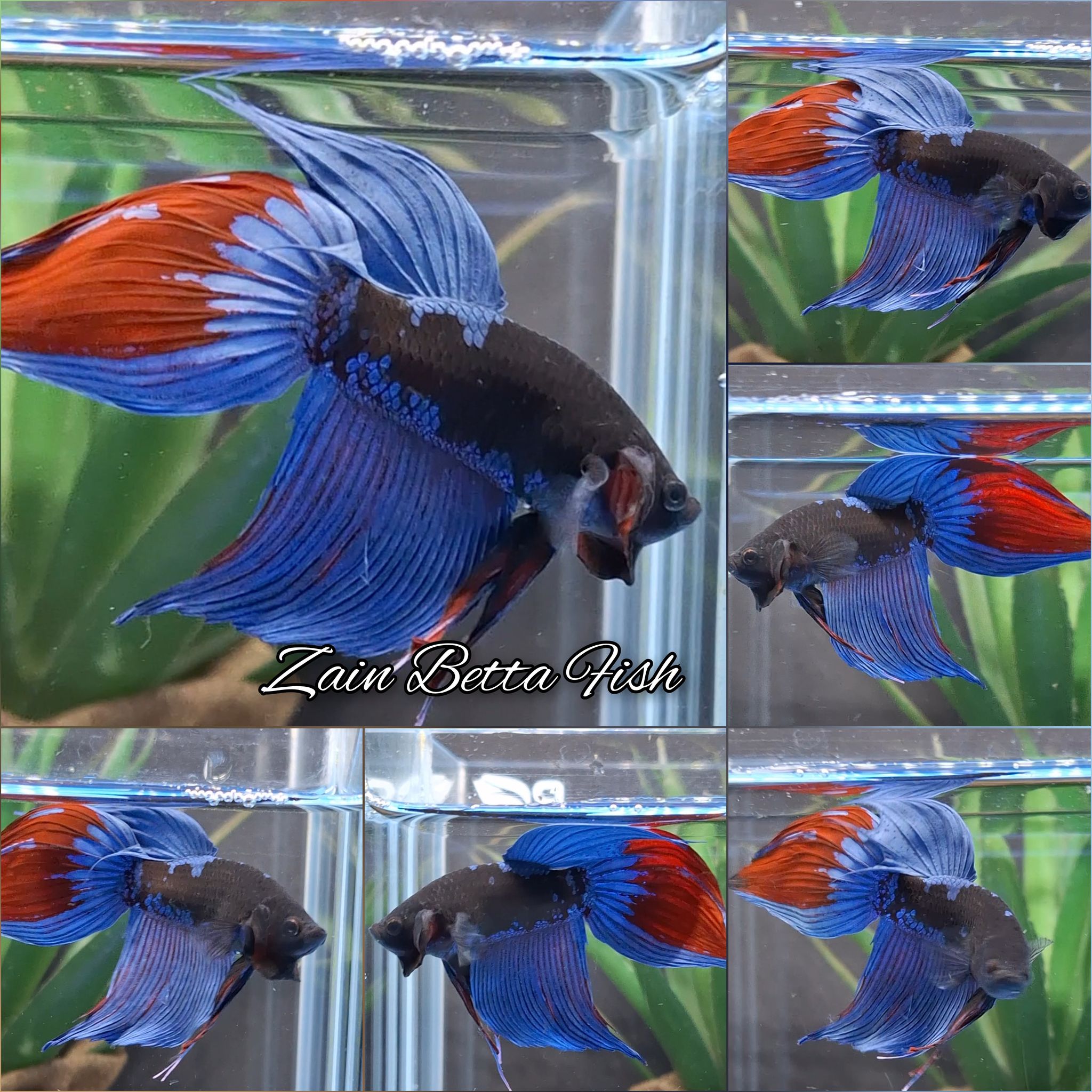 Veiltail Black Series Blue Avatar Betta Fish