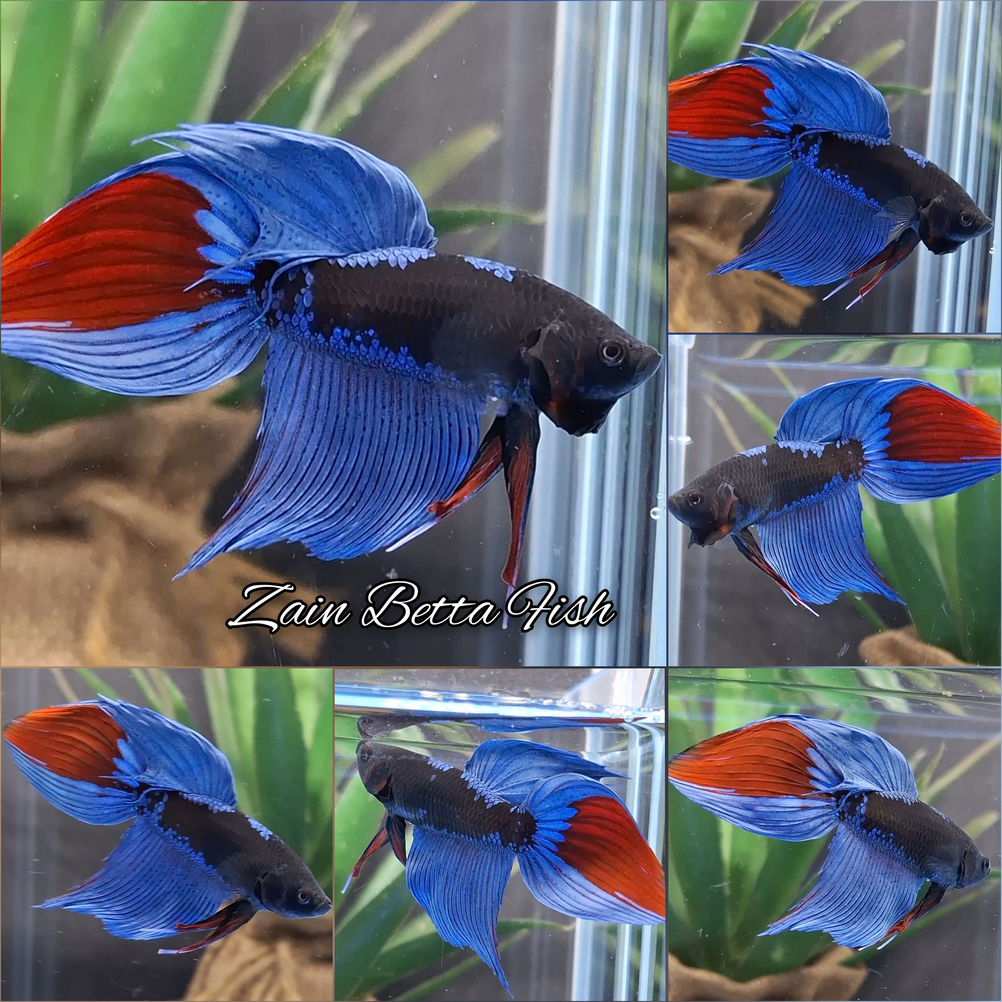 Veiltail Black Series Blue Avatar Betta Fish