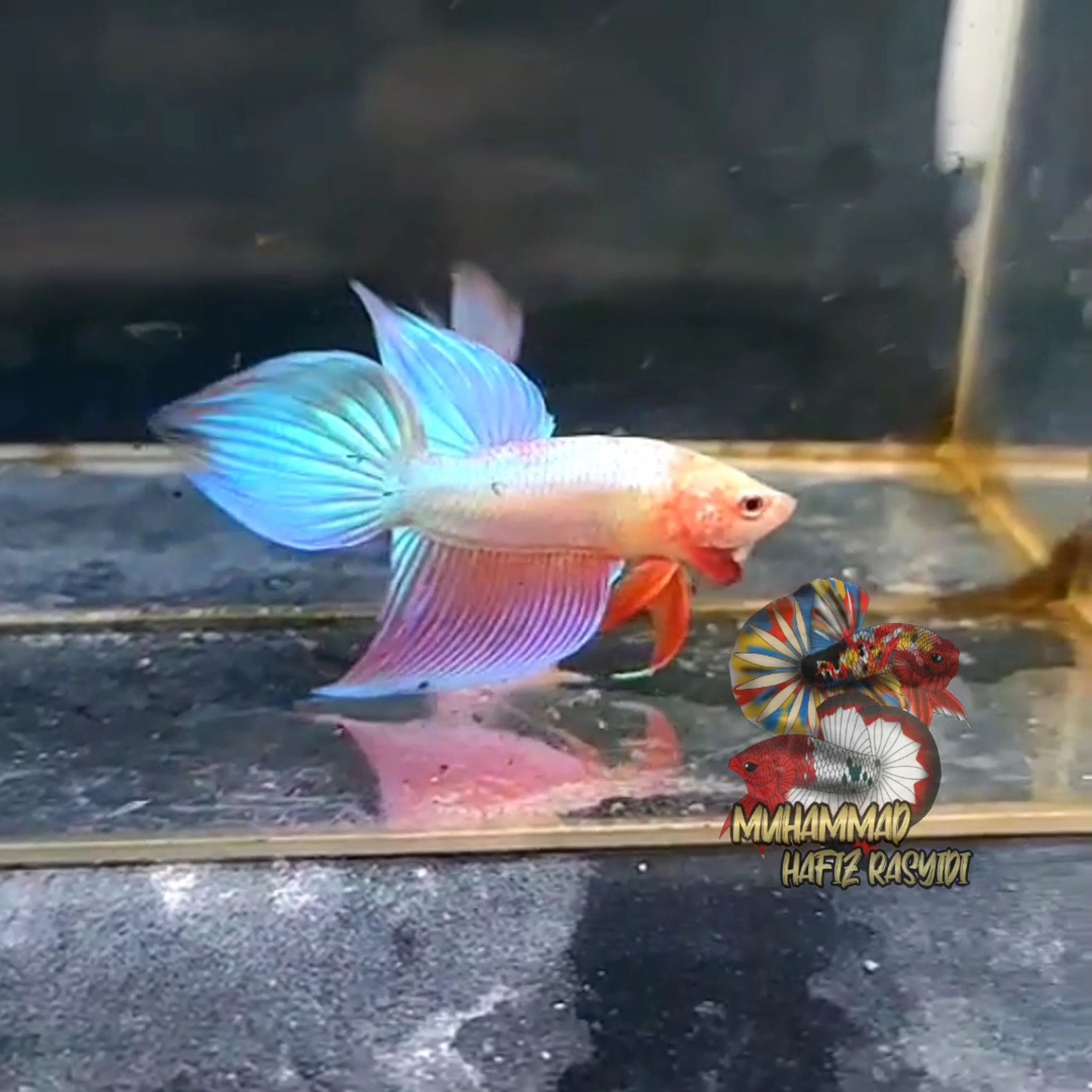 Veiltail hologram
