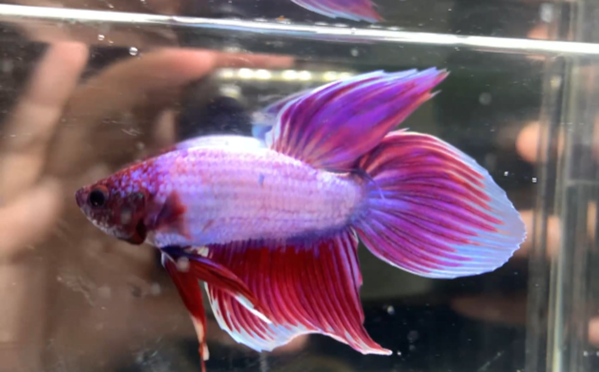 Veiltail pink pair