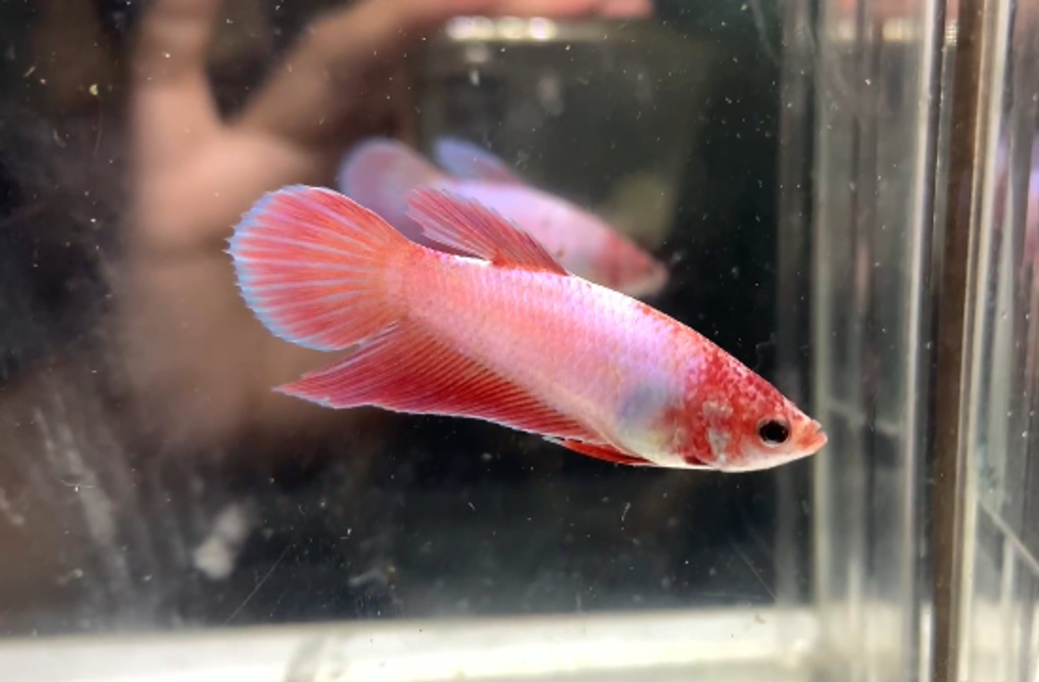 Veiltail pink pair