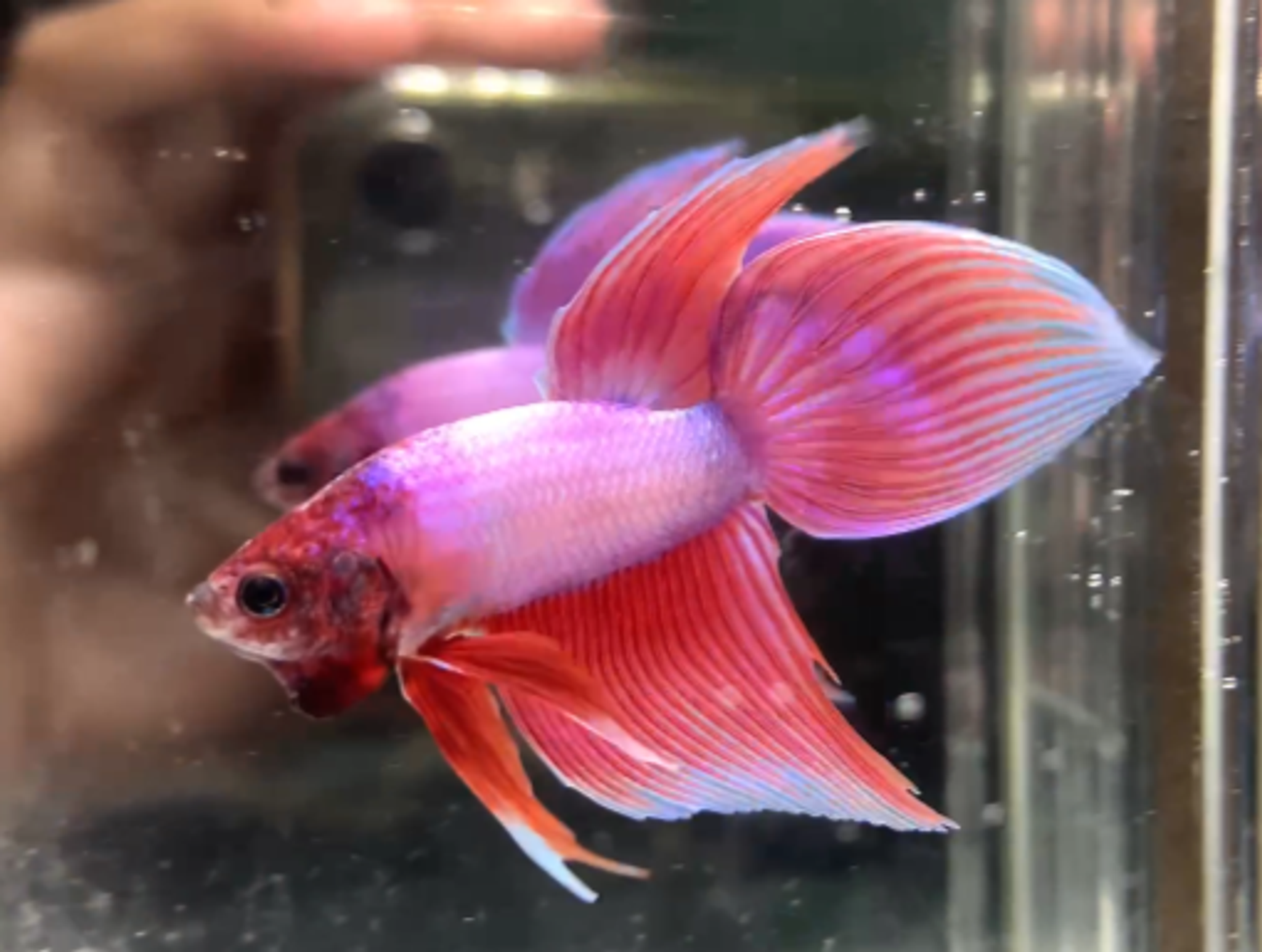 Veiltail pink sakura pair