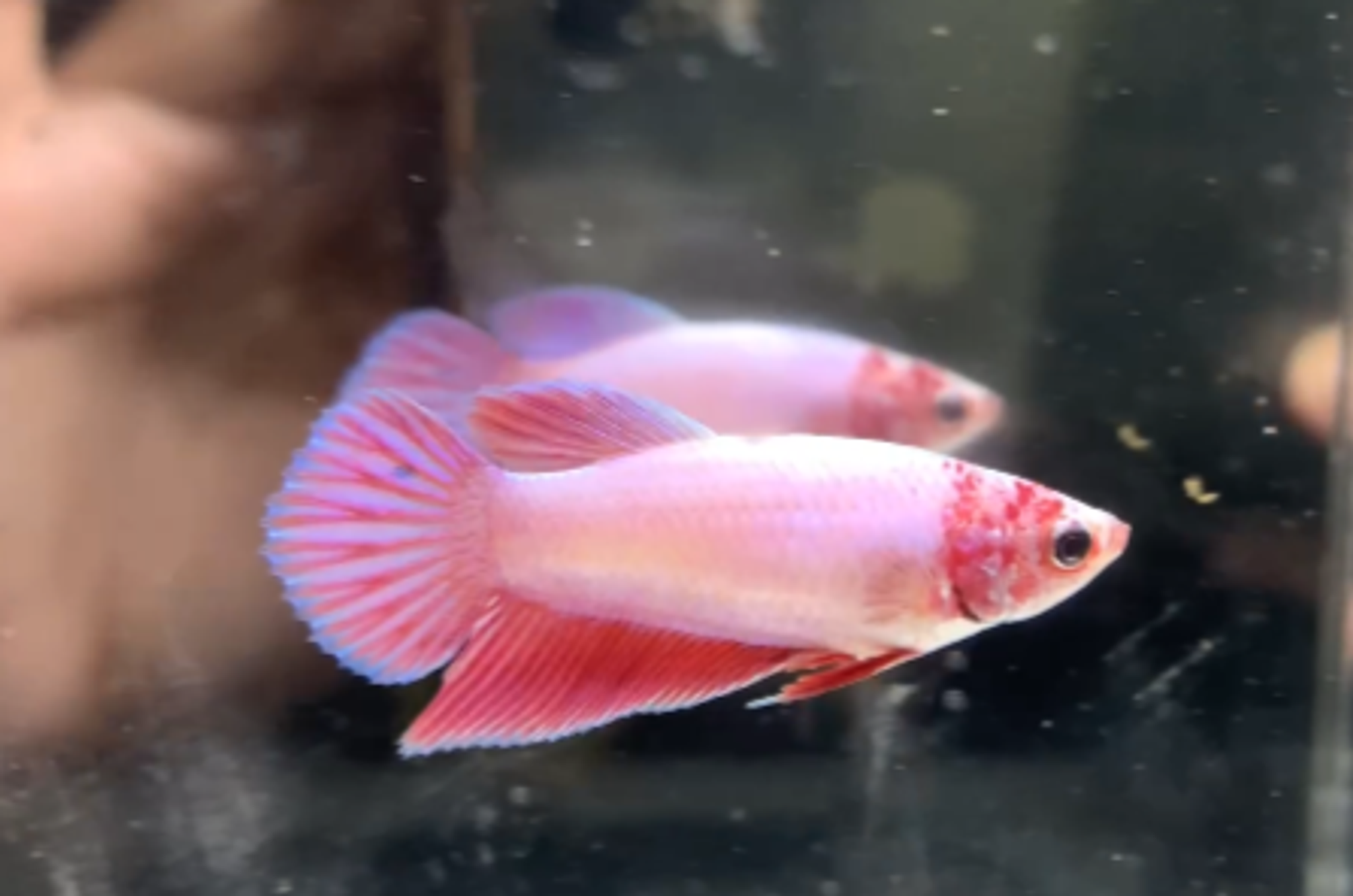 Veiltail pink sakura pair