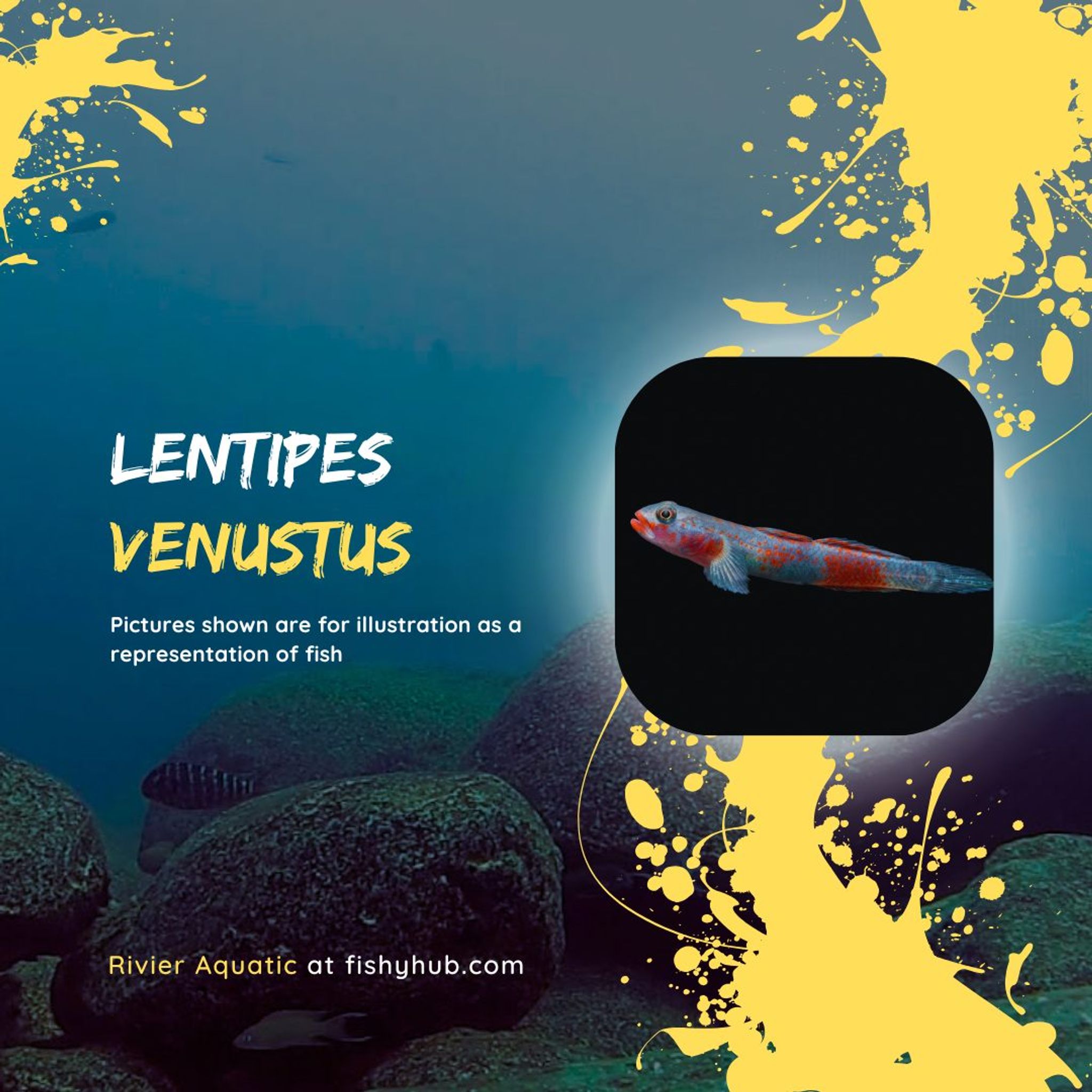 Venus Goby (Lentipes Venustus)