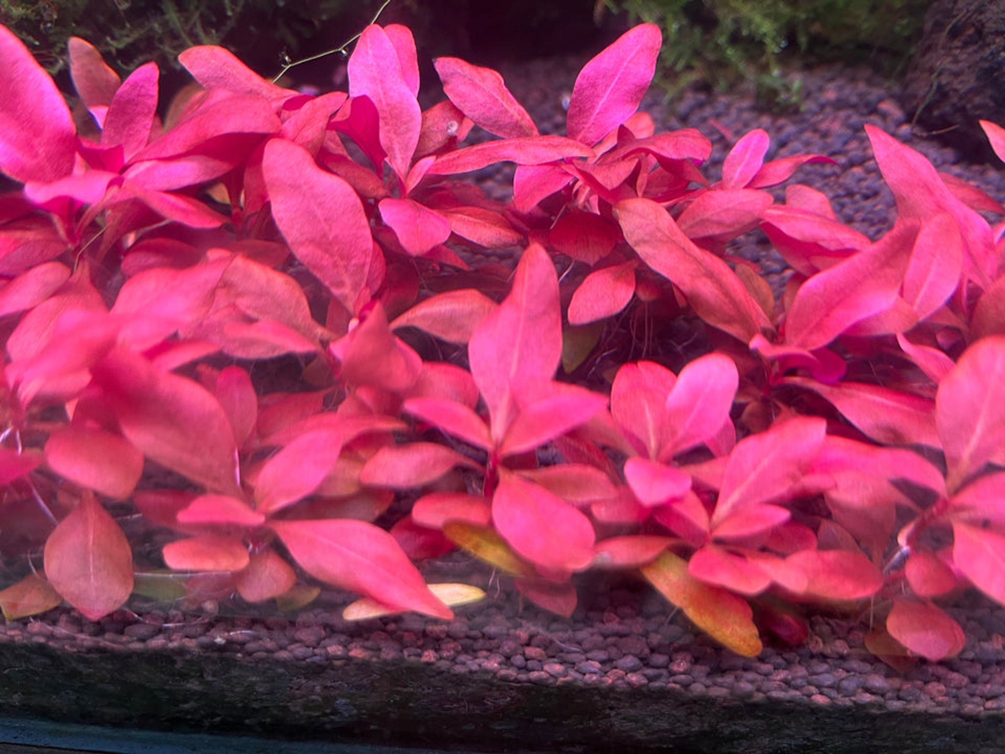 Vibrant Alternanthera Reineckii 'Denmark Rose' Live Aquarium Plant - Stunning Red Foliage