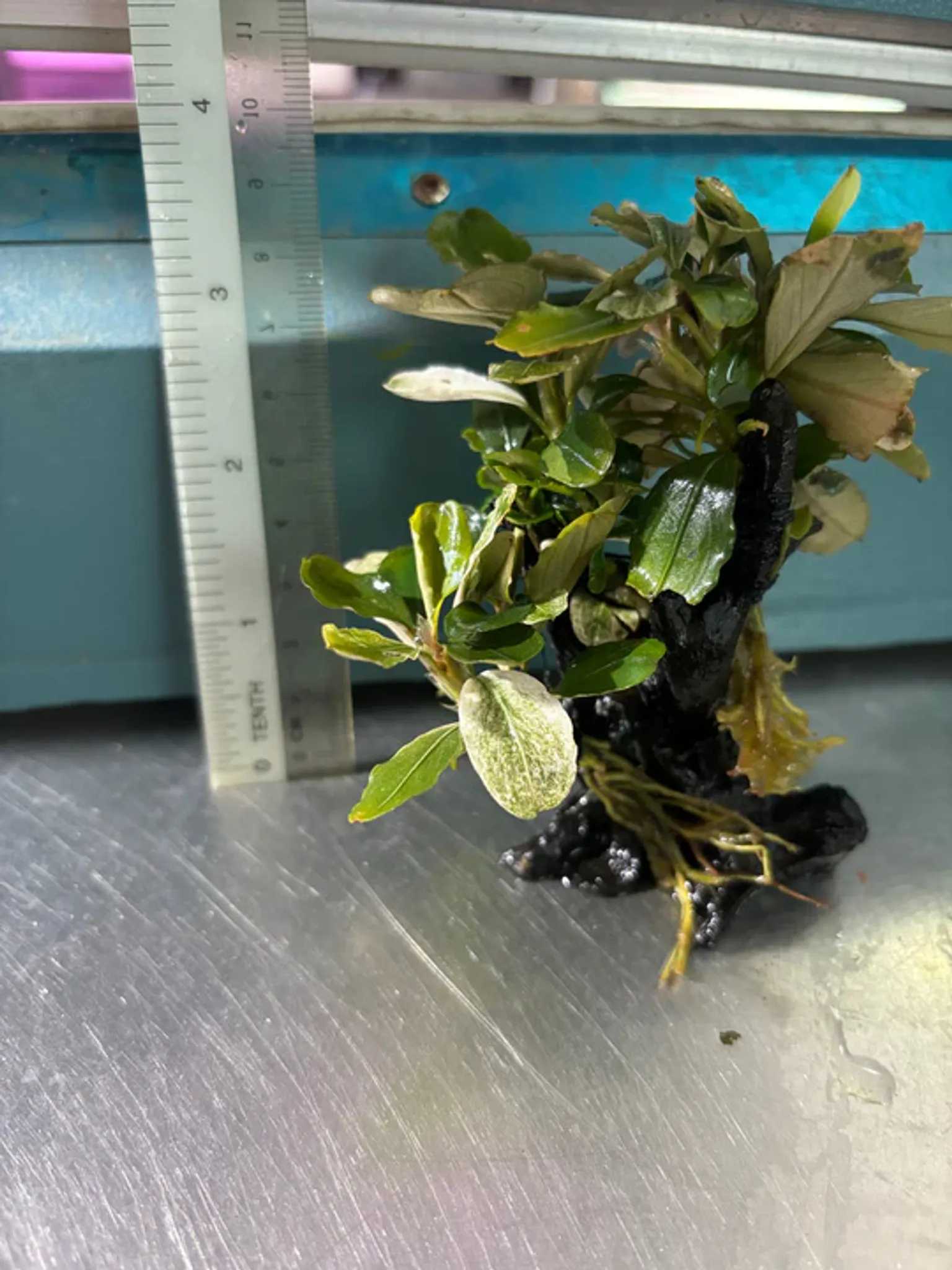 Vibrant Bucephalandra Pink Melawi: Live Aquarium Plant on Mini Wood - Easy Care