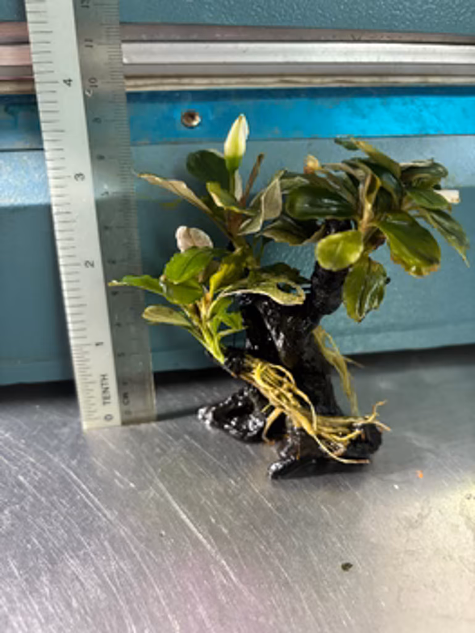 Vibrant Bucephalandra Pink Melawi: Live Aquarium Plant on Mini Wood - Easy Care