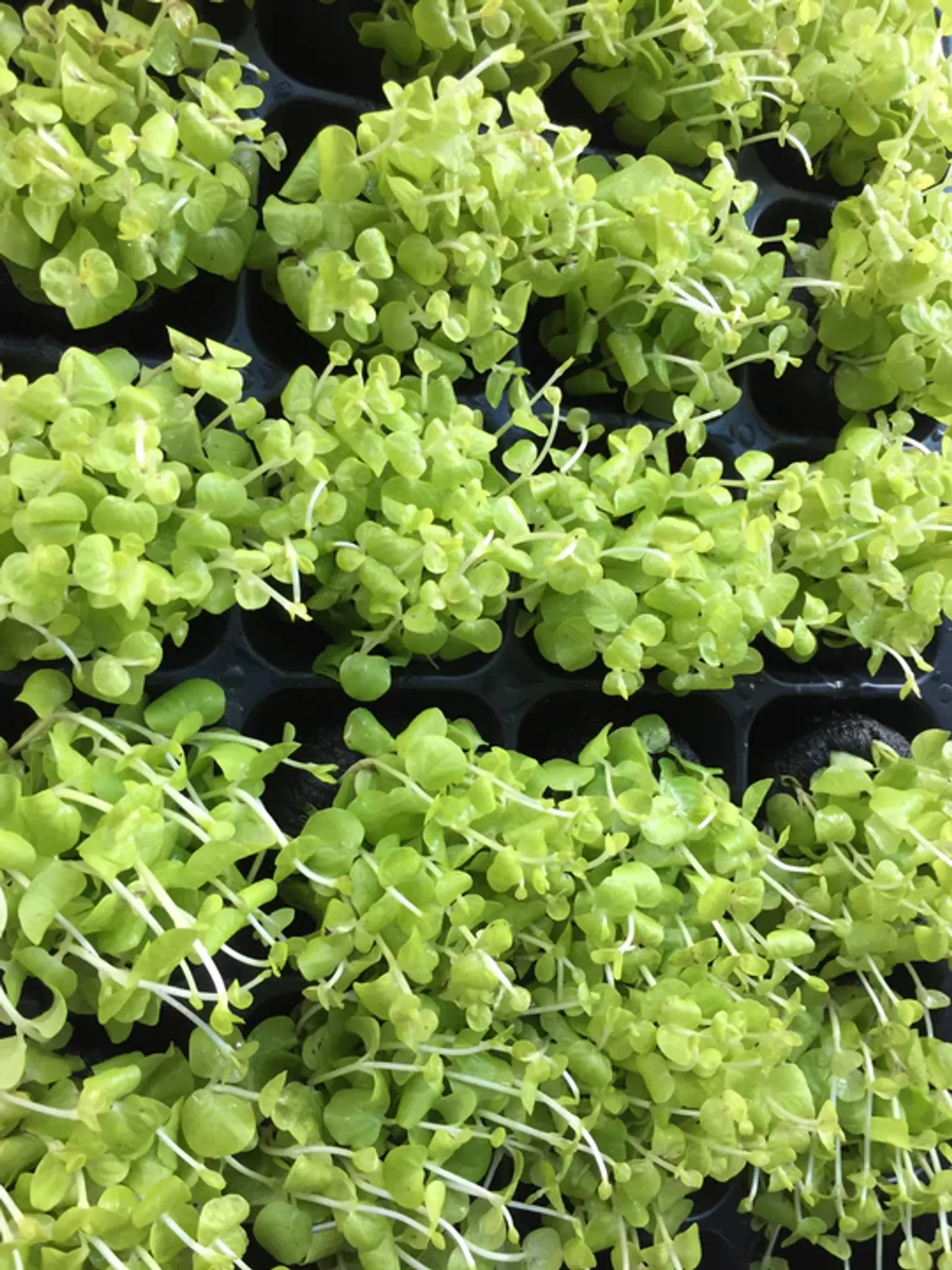 Vibrant Golden Creeping Jenny Lysimachia Nummularia Aurea Wabi Kusa Aquatic Plant