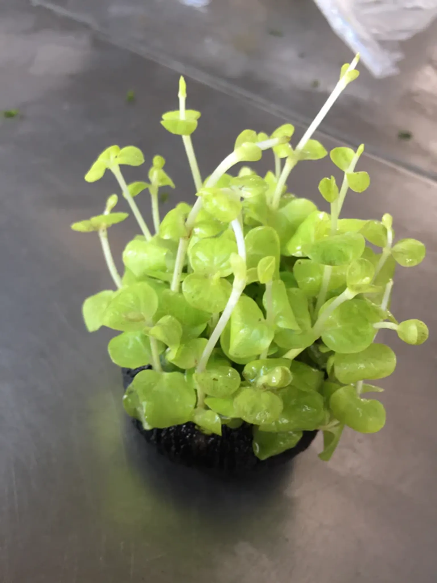 Vibrant Golden Creeping Jenny Lysimachia Nummularia Aurea Wabi Kusa Aquatic Plant
