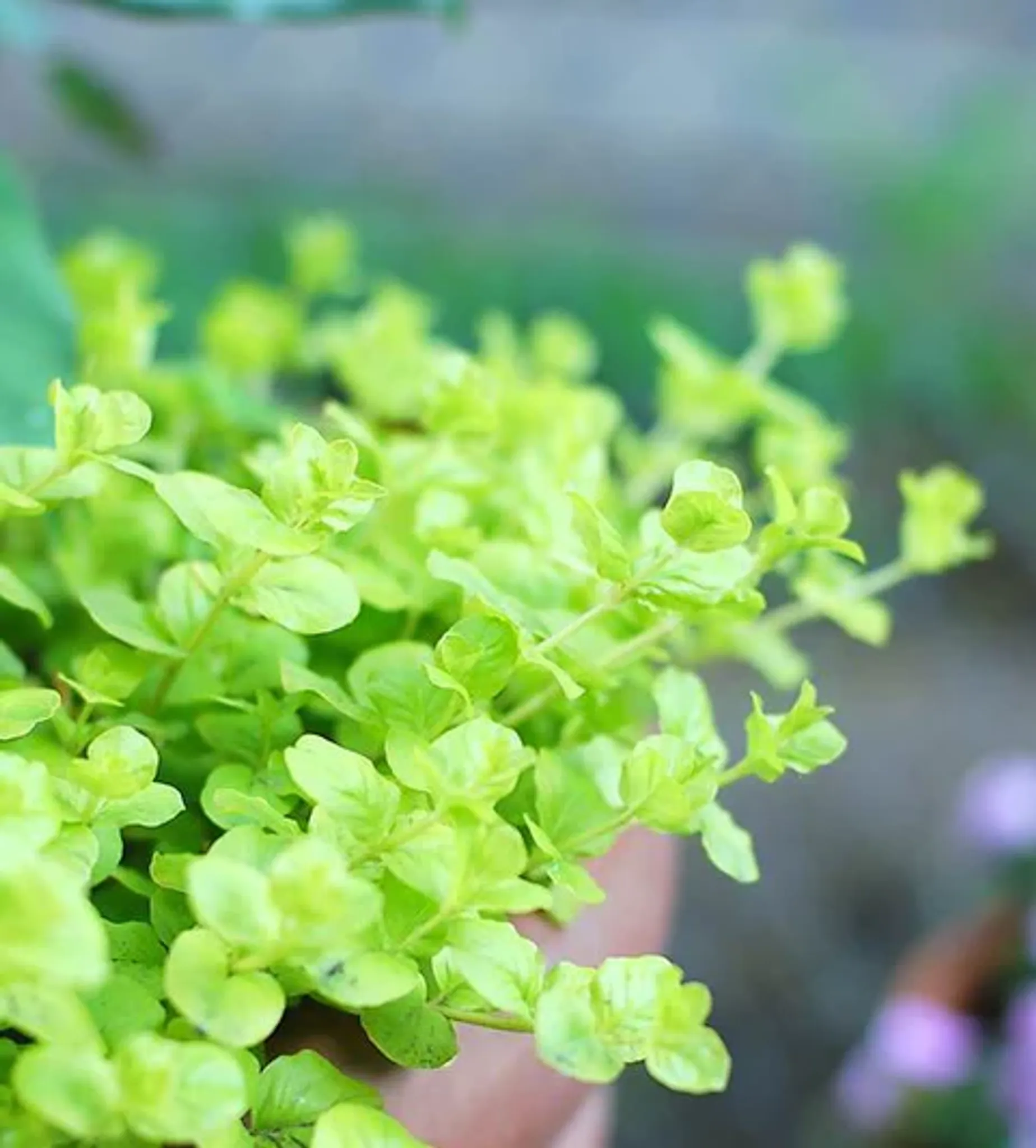 Vibrant Golden Creeping Jenny Lysimachia Nummularia Aurea Wabi Kusa Aquatic Plant