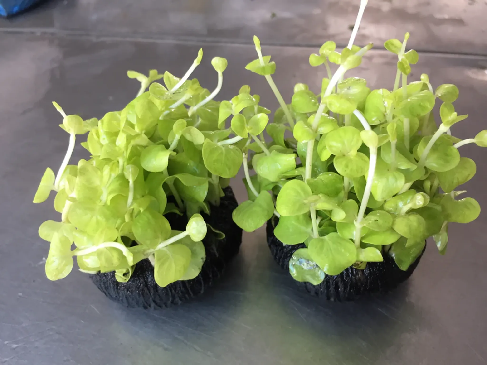 Vibrant Golden Creeping Jenny Lysimachia Nummularia Aurea Wabi Kusa Aquatic Plant