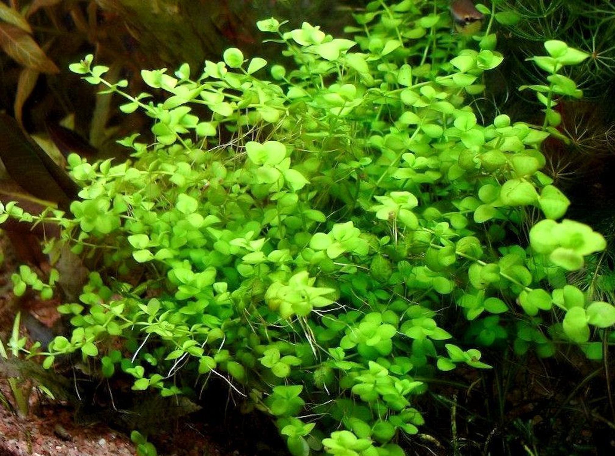 Vibrant Green Micranthemum Umbrosum Aquatic Plant for Lively Aquarium Mid-Grounds