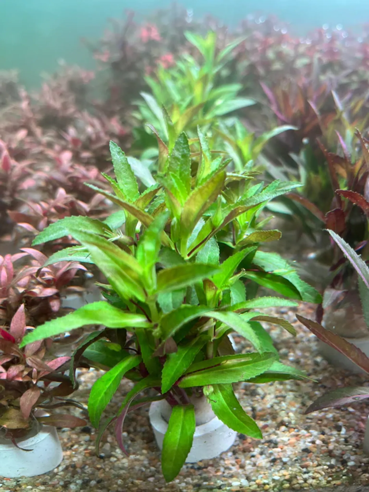 Vibrant Limnophila Aromatica Aquatic Plant: Bushy Red-Green Aquarium Filler