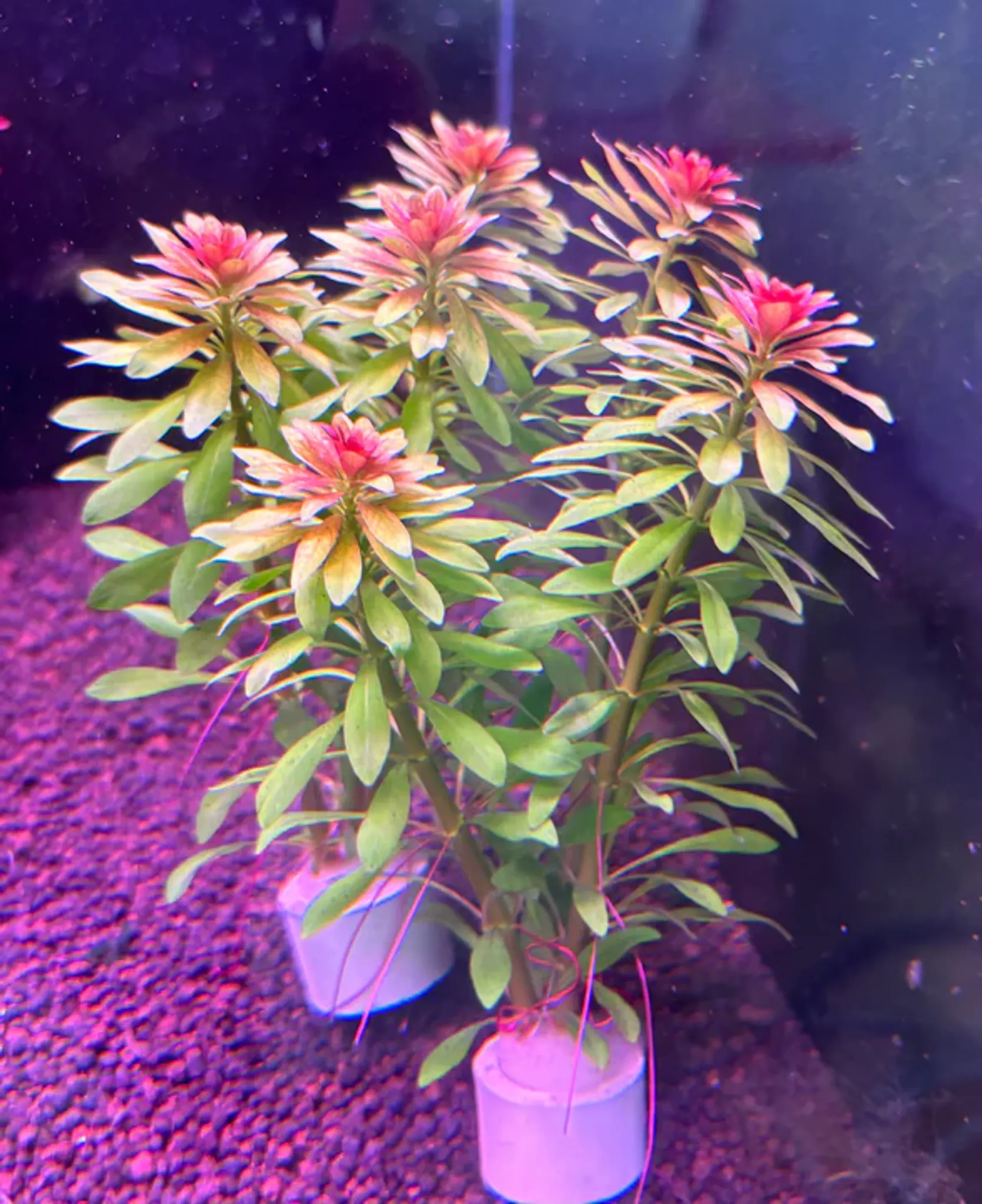 Vibrant Ludwigia Meta Stem Aquatic Plant for Stunning Aquarium Aquascapes