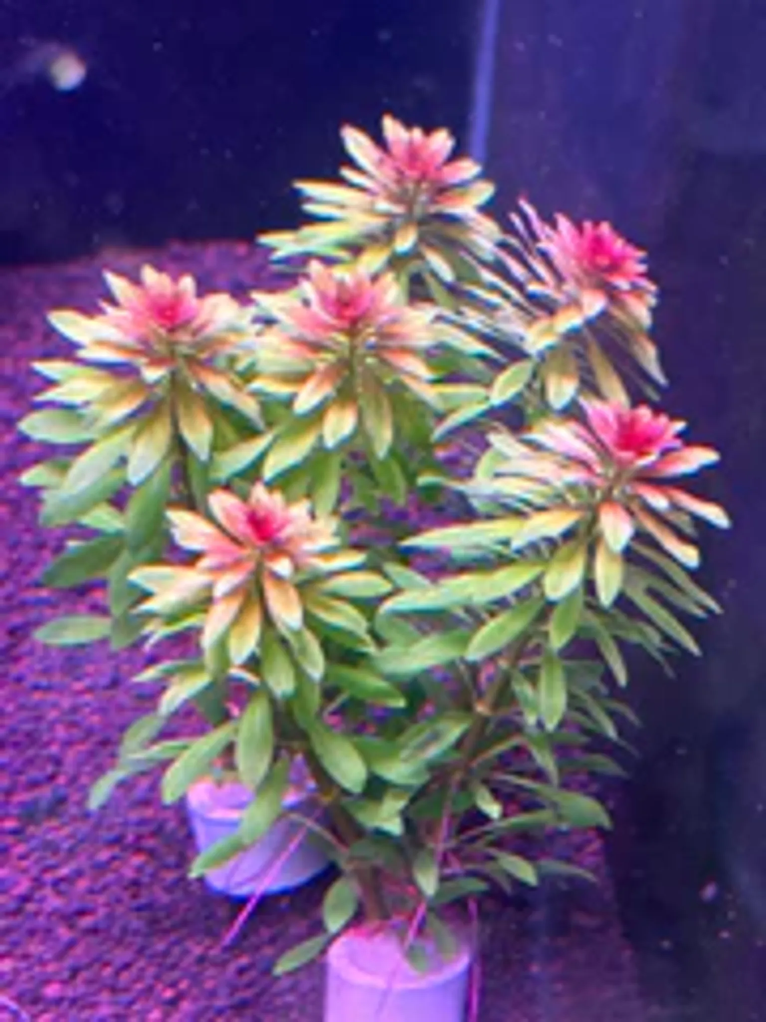 Vibrant Ludwigia Meta Stem Aquatic Plant for Stunning Aquarium Aquascapes