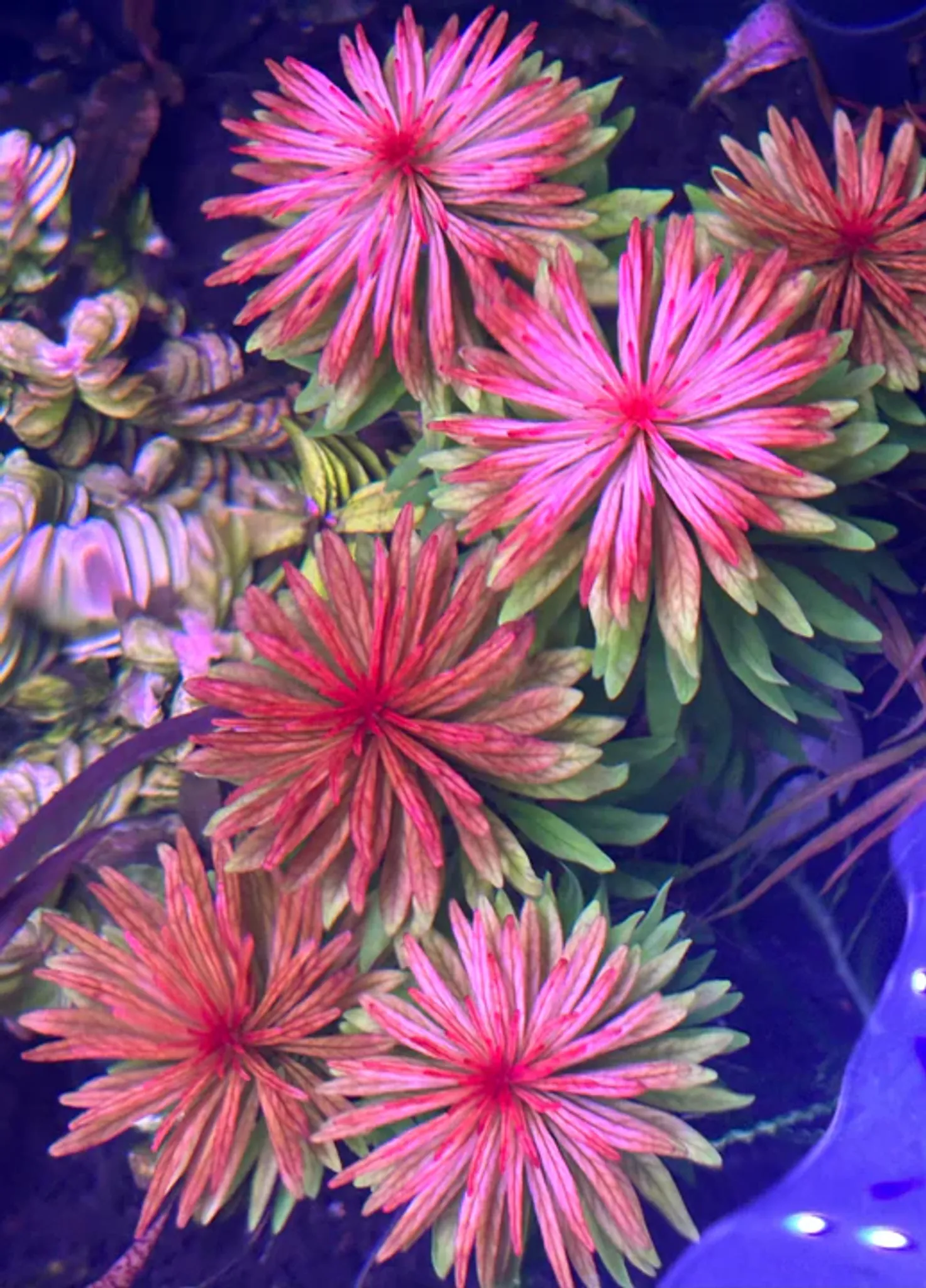 Vibrant Ludwigia Meta Stem Aquatic Plant for Stunning Aquarium Aquascapes