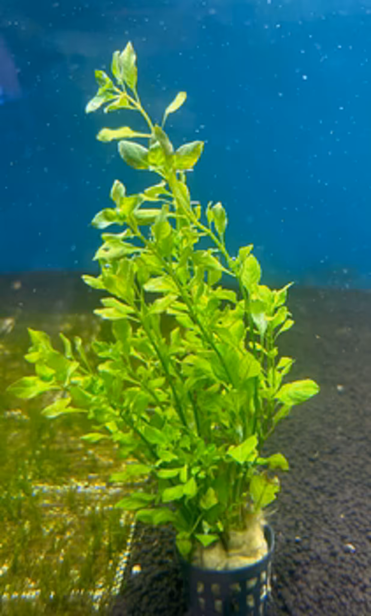 Vibrant Ludwigia Palustris Green Aquarium Plant - Easy Care, Midground, Non-CO2