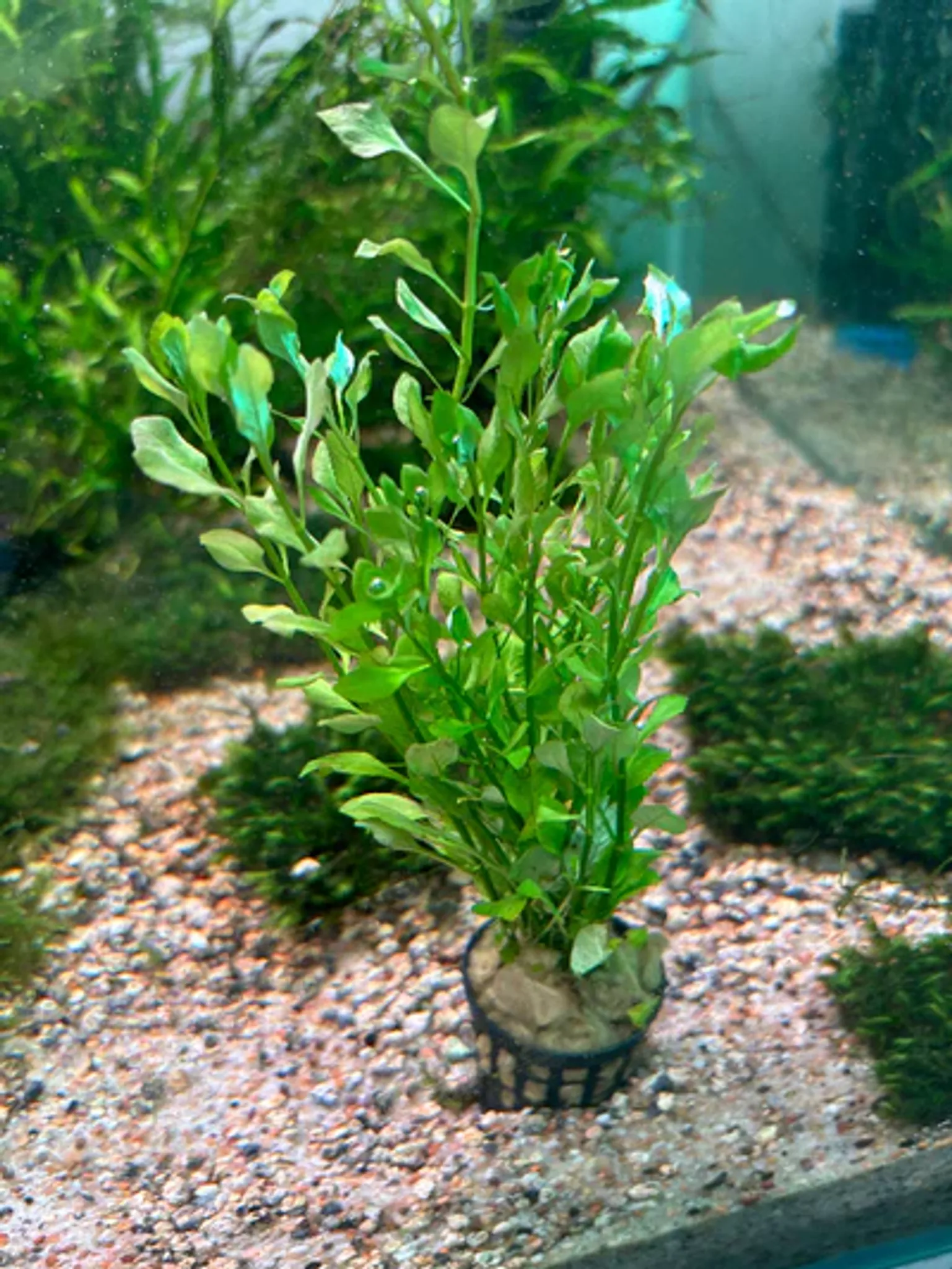 Vibrant Ludwigia Palustris Green Aquarium Plant - Easy Care, Midground, Non-CO2