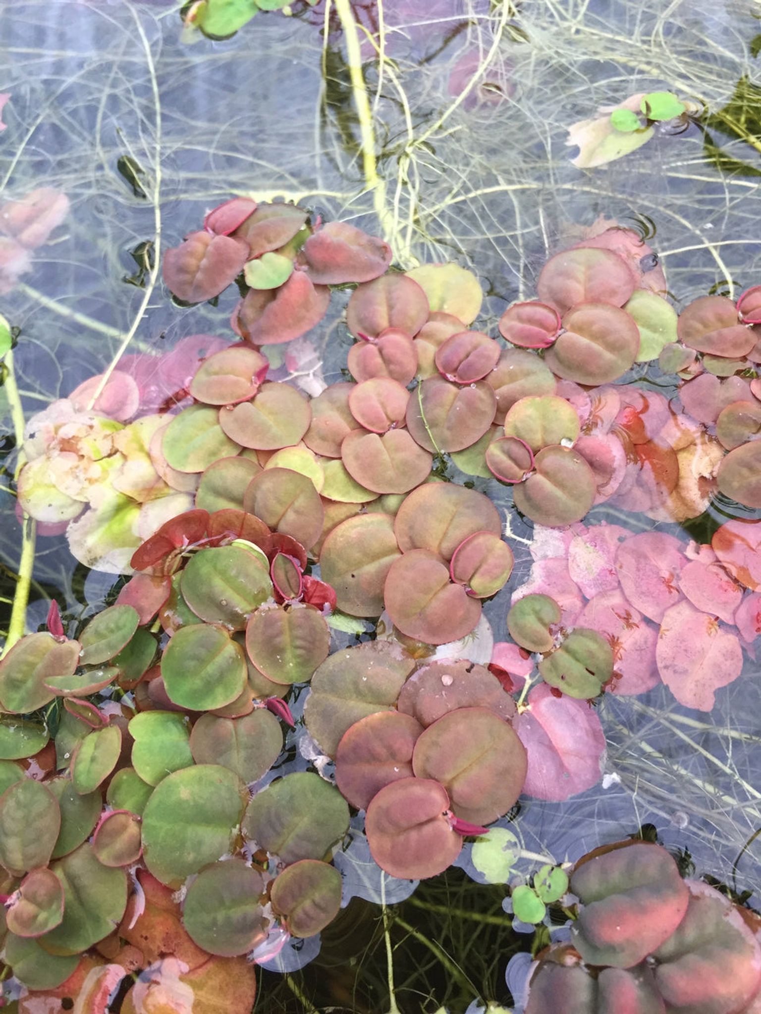 Vibrant Red Root Floaters Live Aquarium Plant Packet - Easy Floating Aquatic Decor