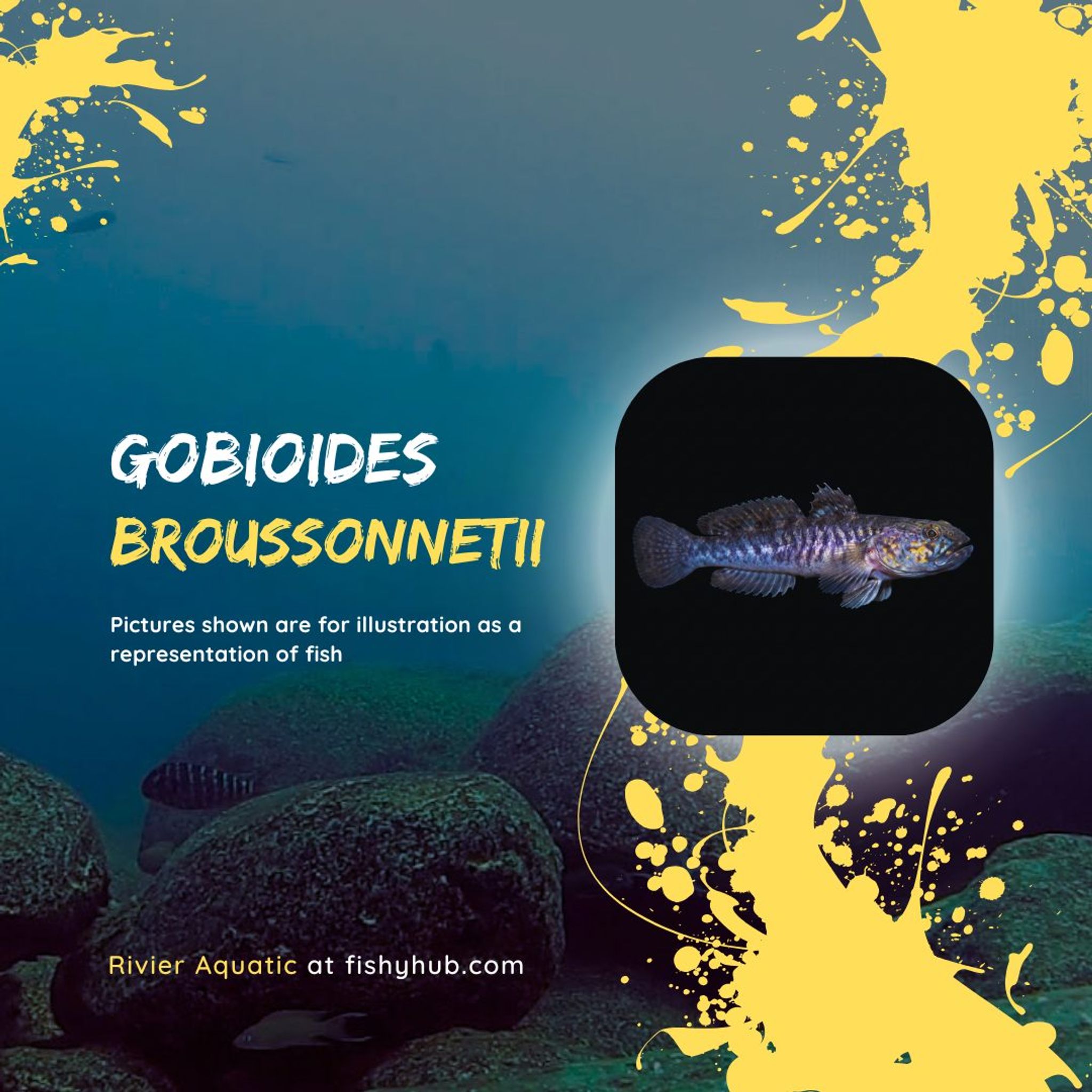 Violet Dragon Goby (Gobioides Broussonnetii)