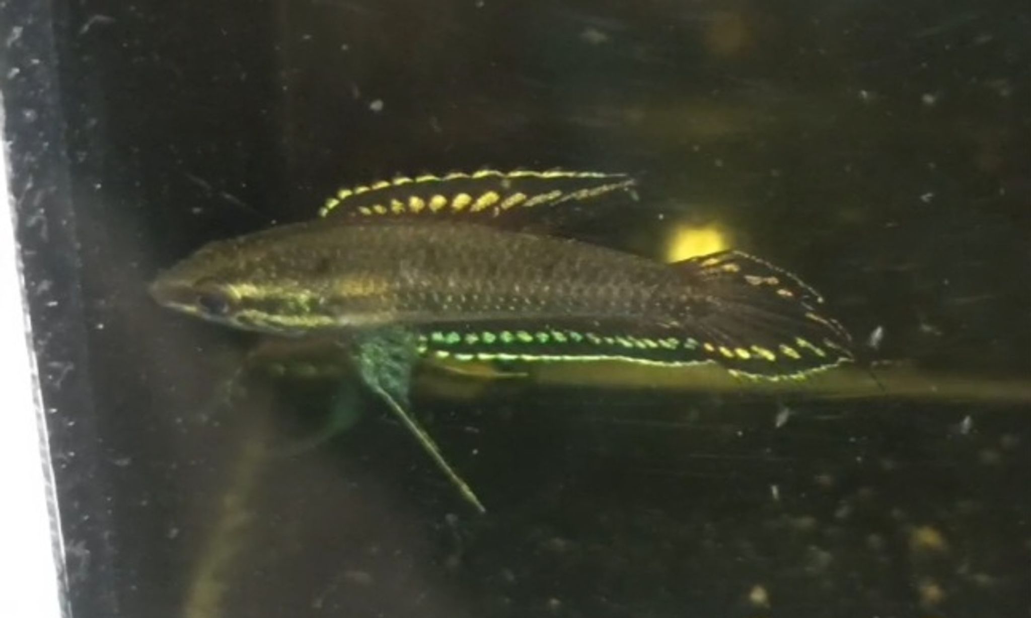 WB pharos desnerri