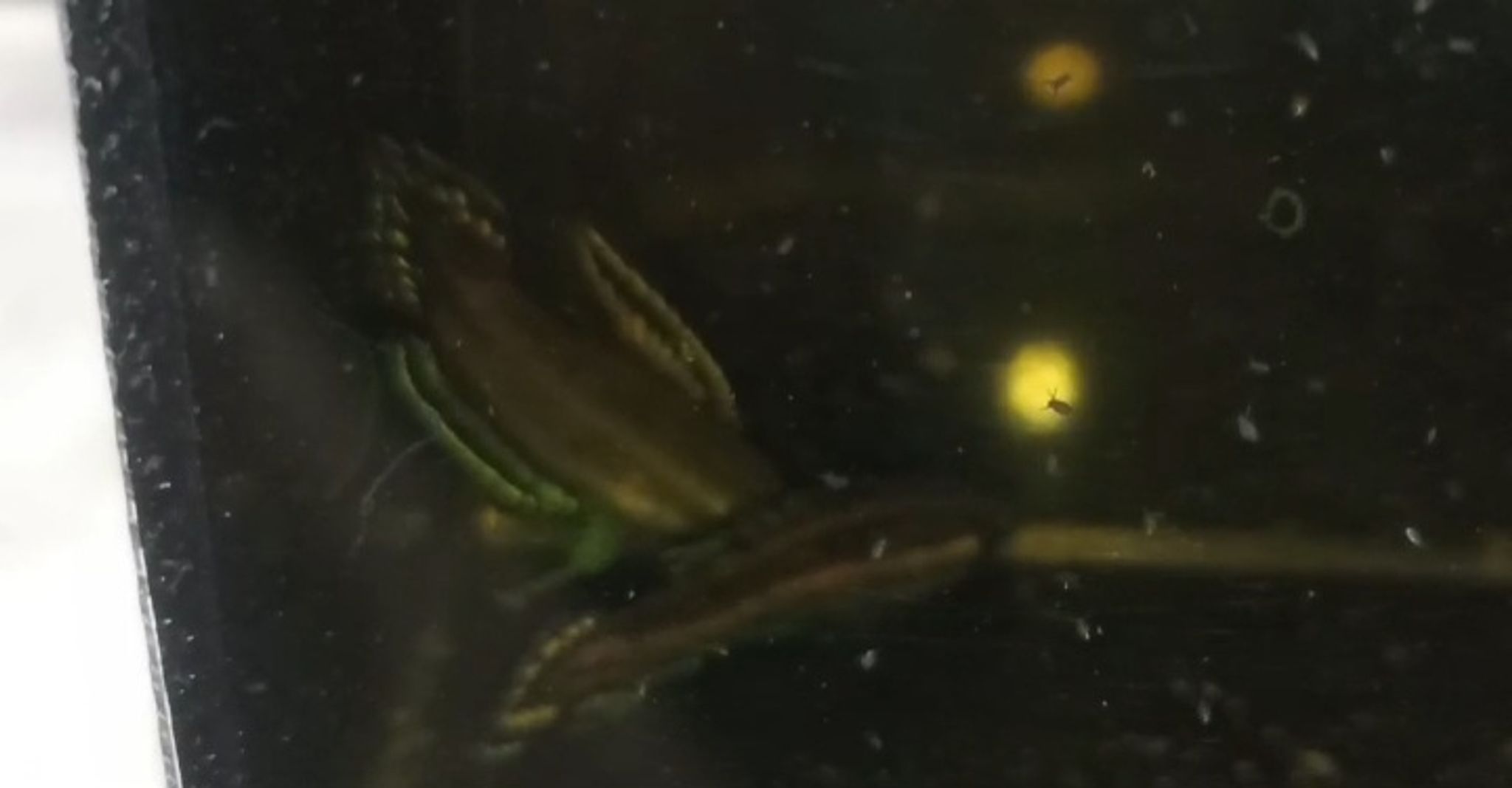 WB pharos desnerri