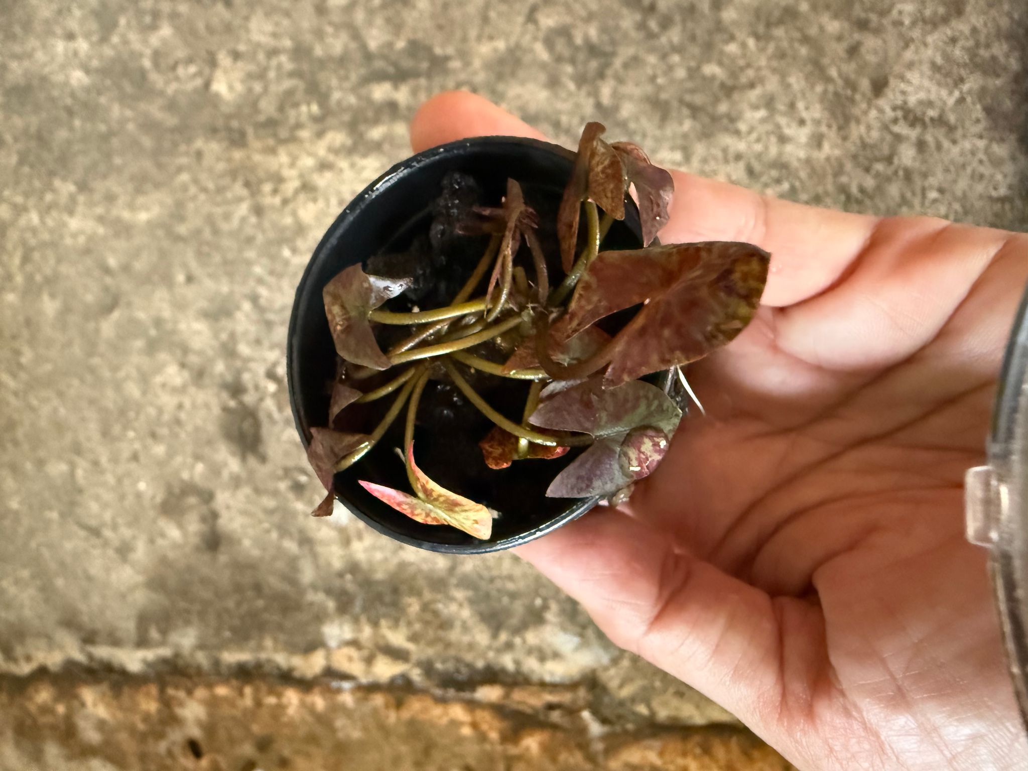 Aquatic plant Water lily (variegated leaves)