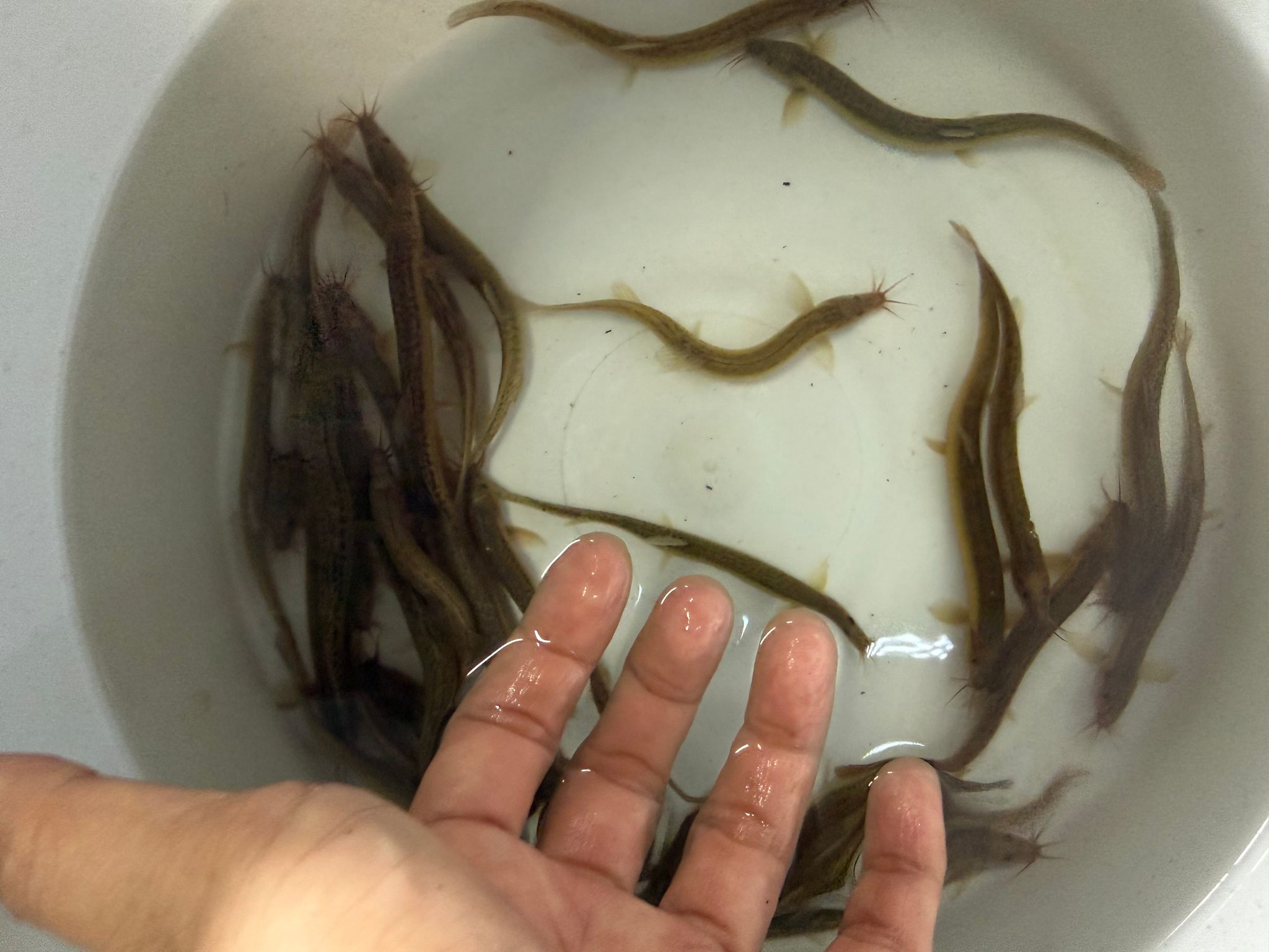 Weather loach (3 - 4 inch)