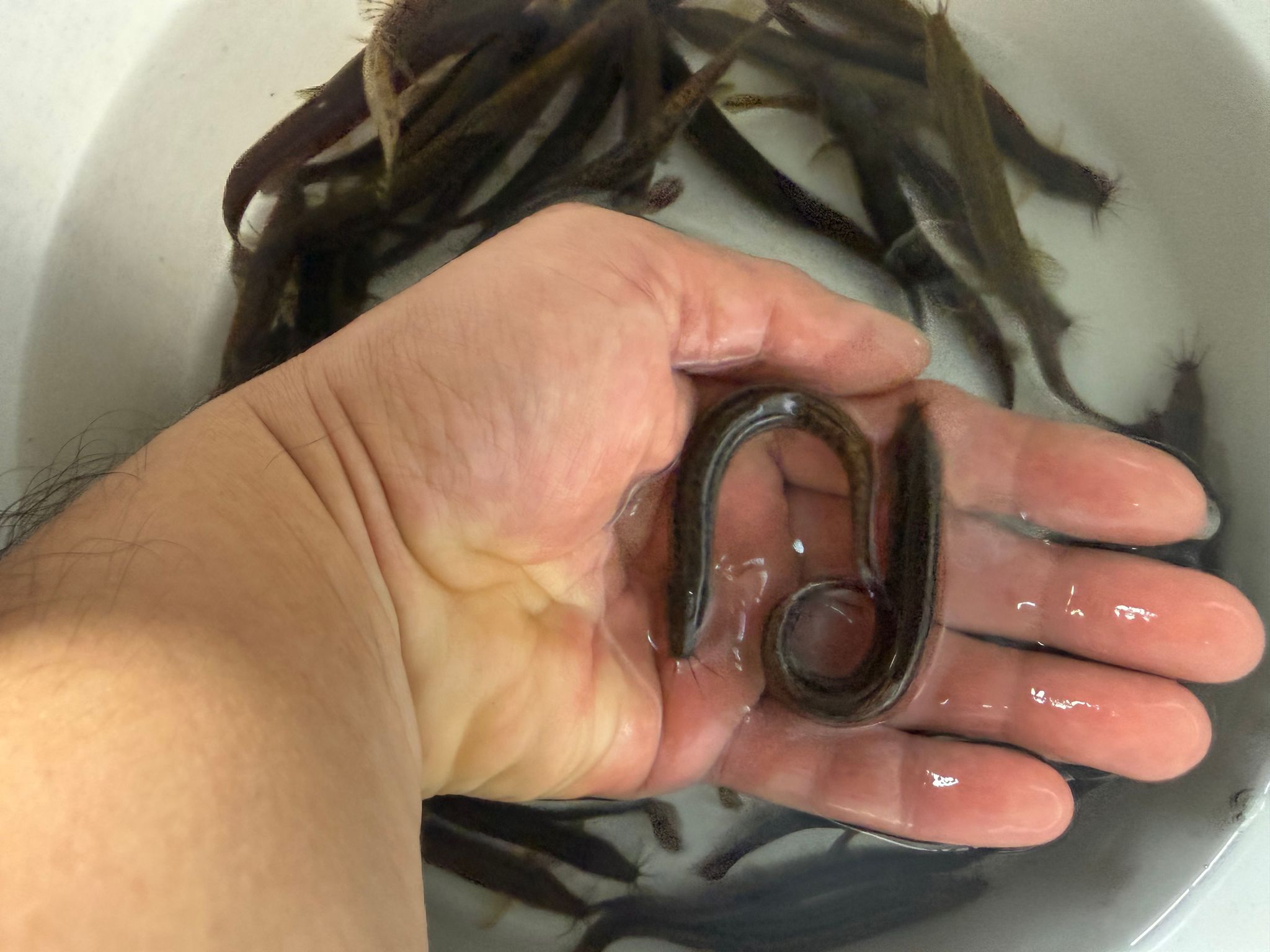 Weather loaches