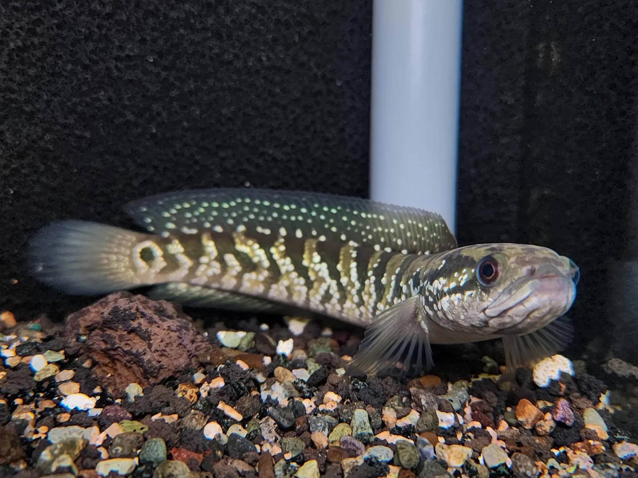 White Asiatica Channa