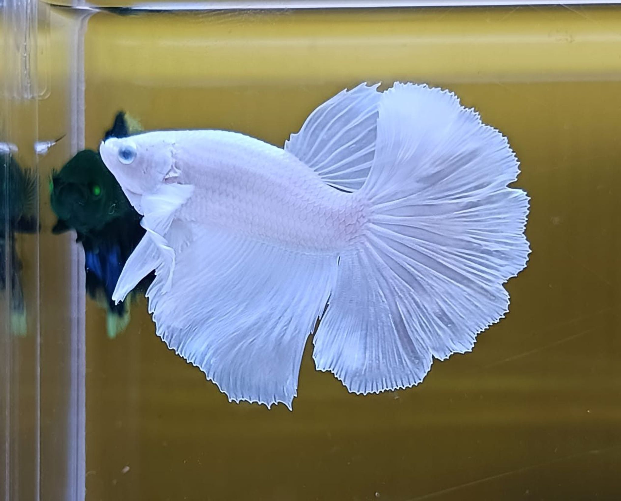 White Platinum Halfmoon Betta (Male)