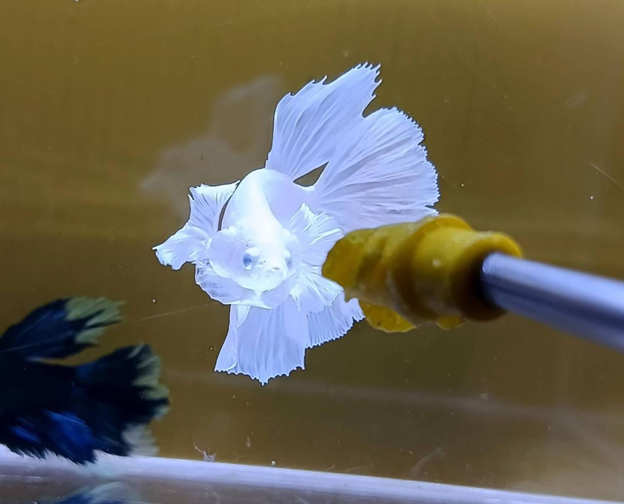 White Platinum Halfmoon Betta (Male)