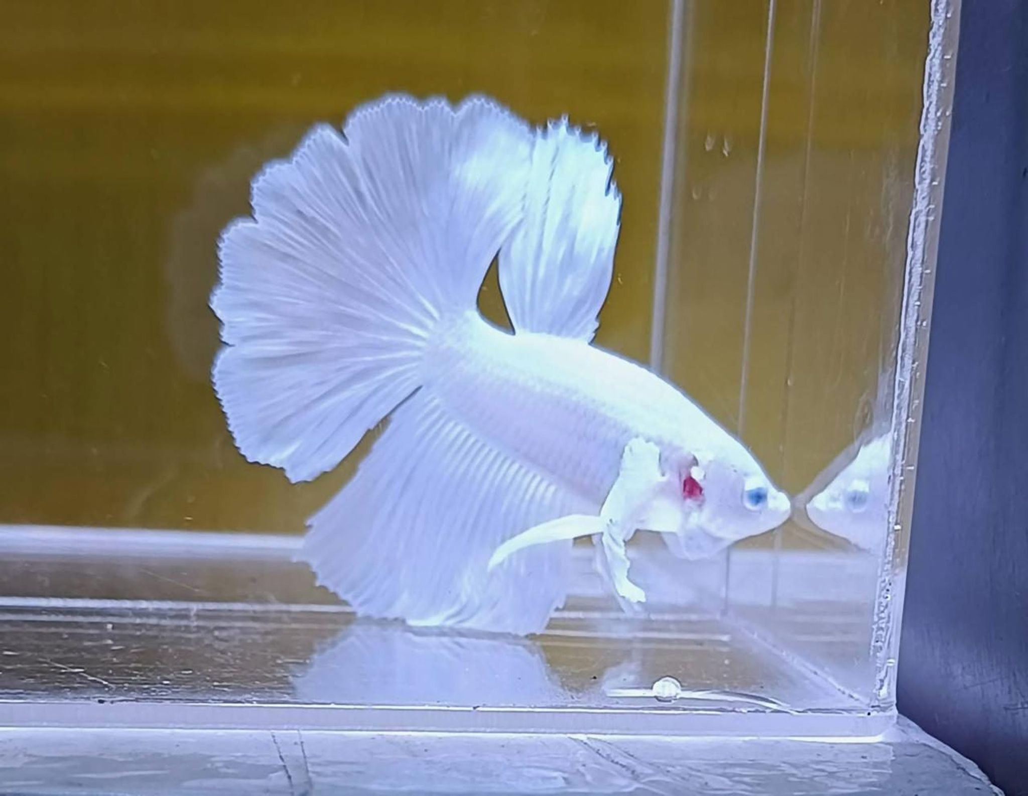 White Platinum Halfmoon Betta (Male)