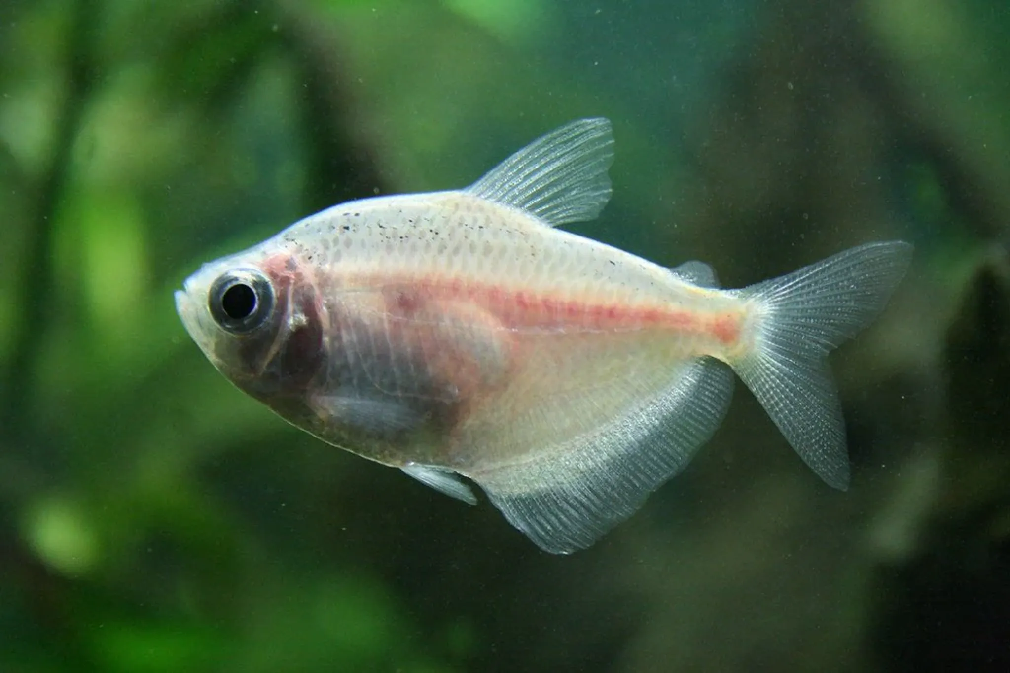 White Skirt Tetra ML