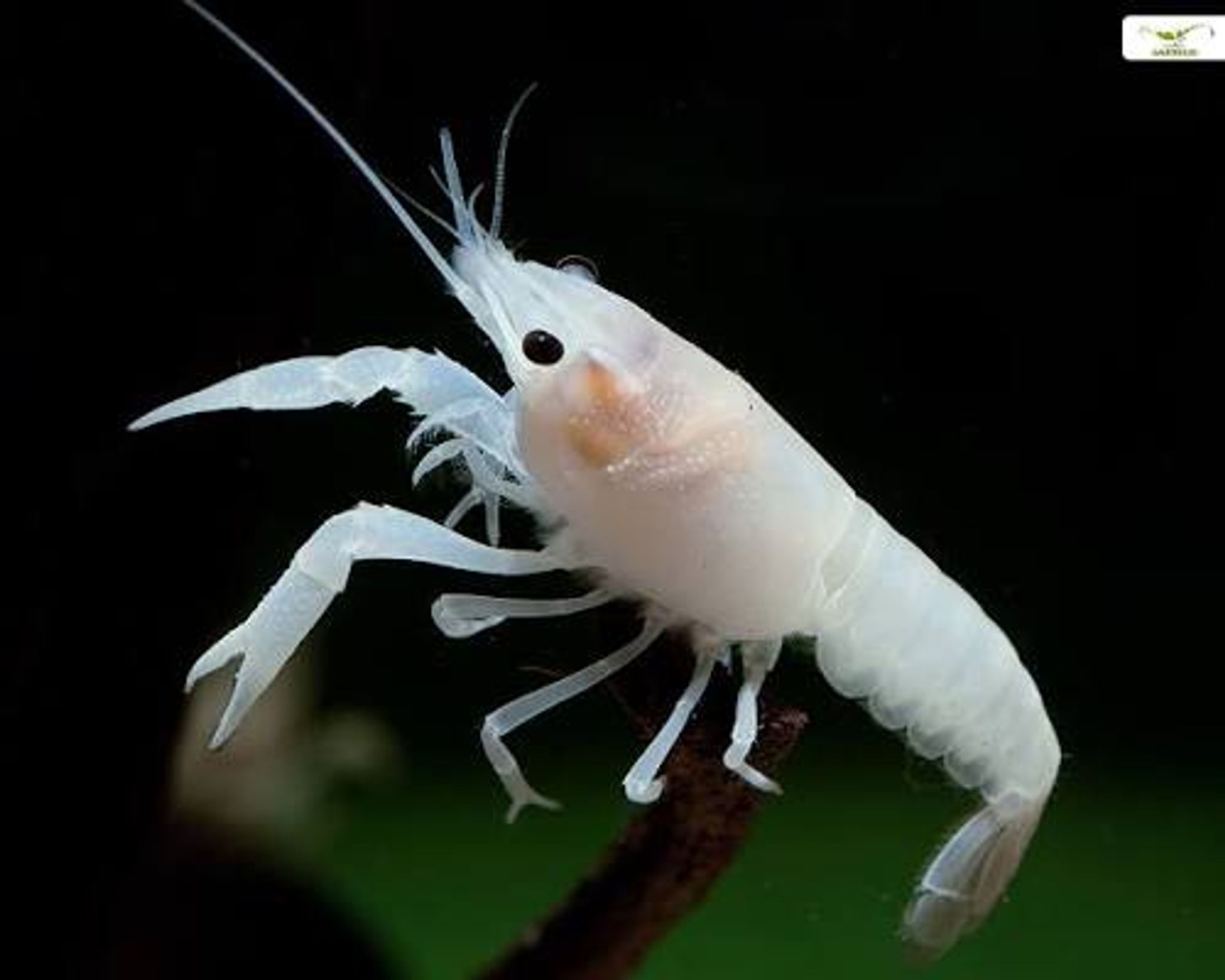 White Snow Lobster