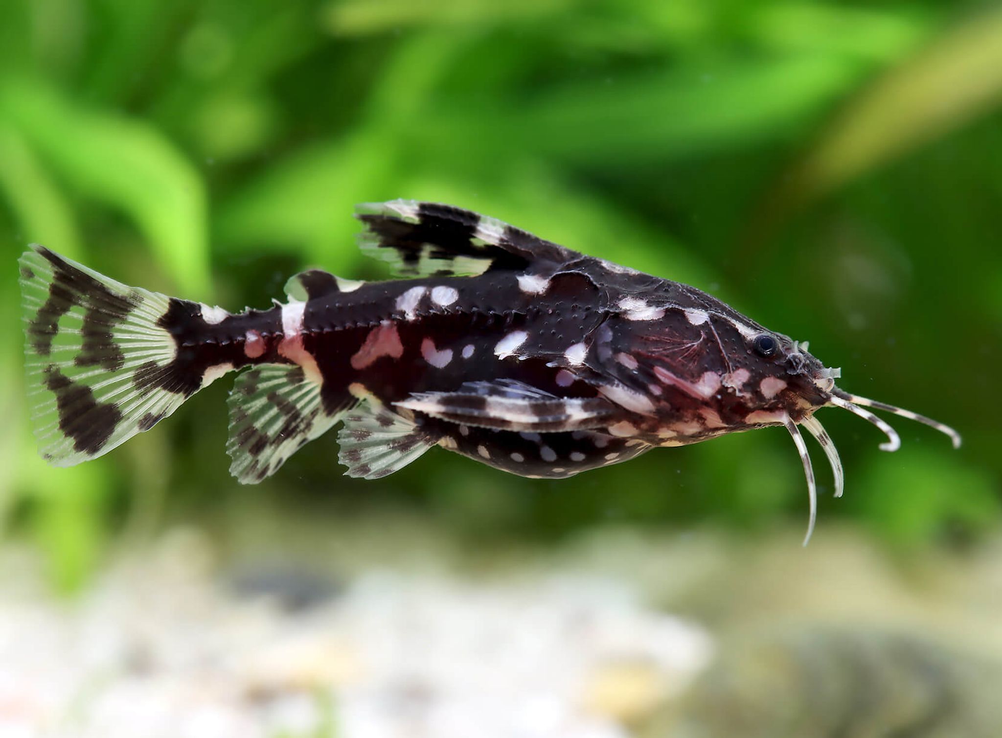 White Spotted Doradid Catfish