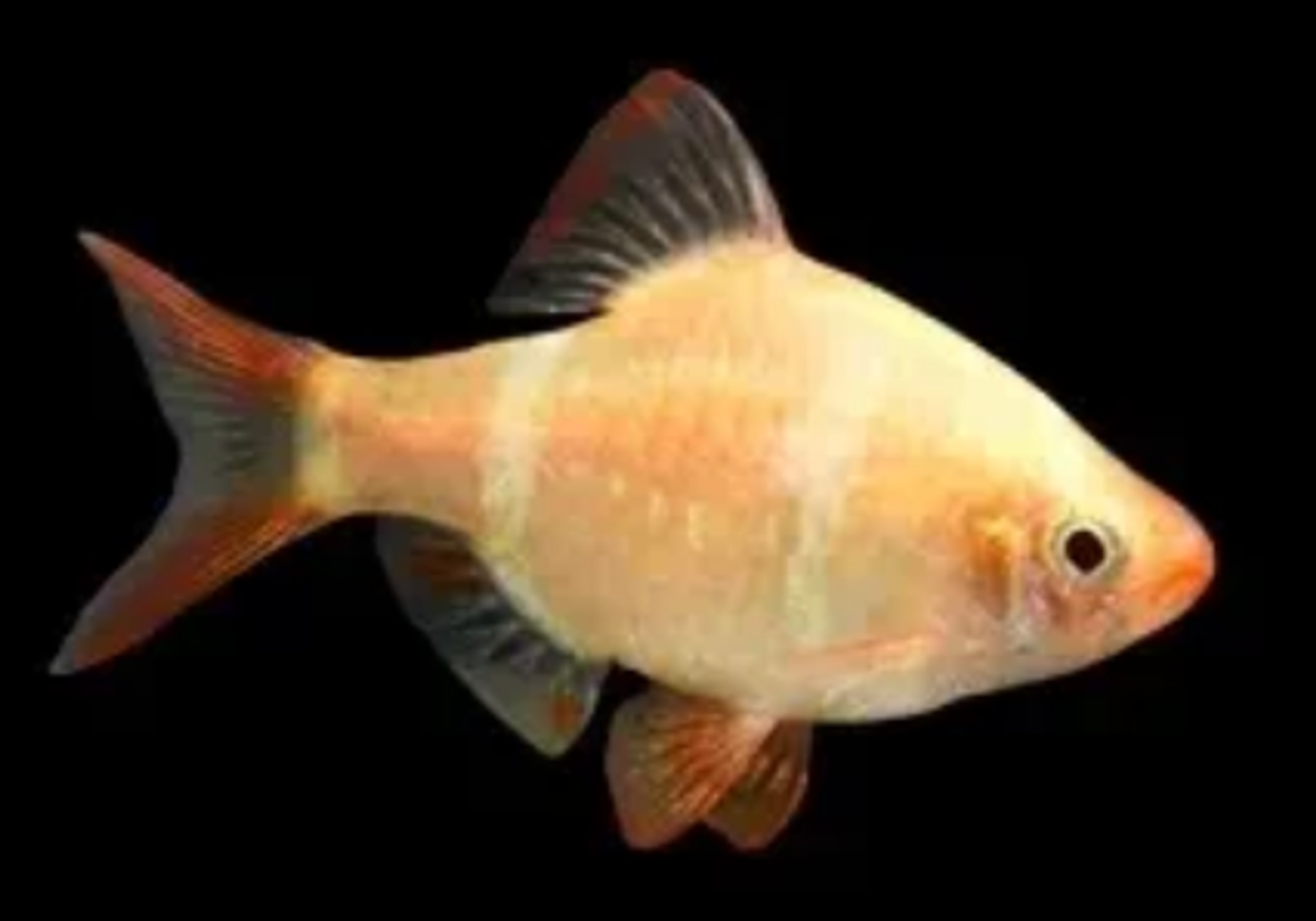 White Tiger Barb