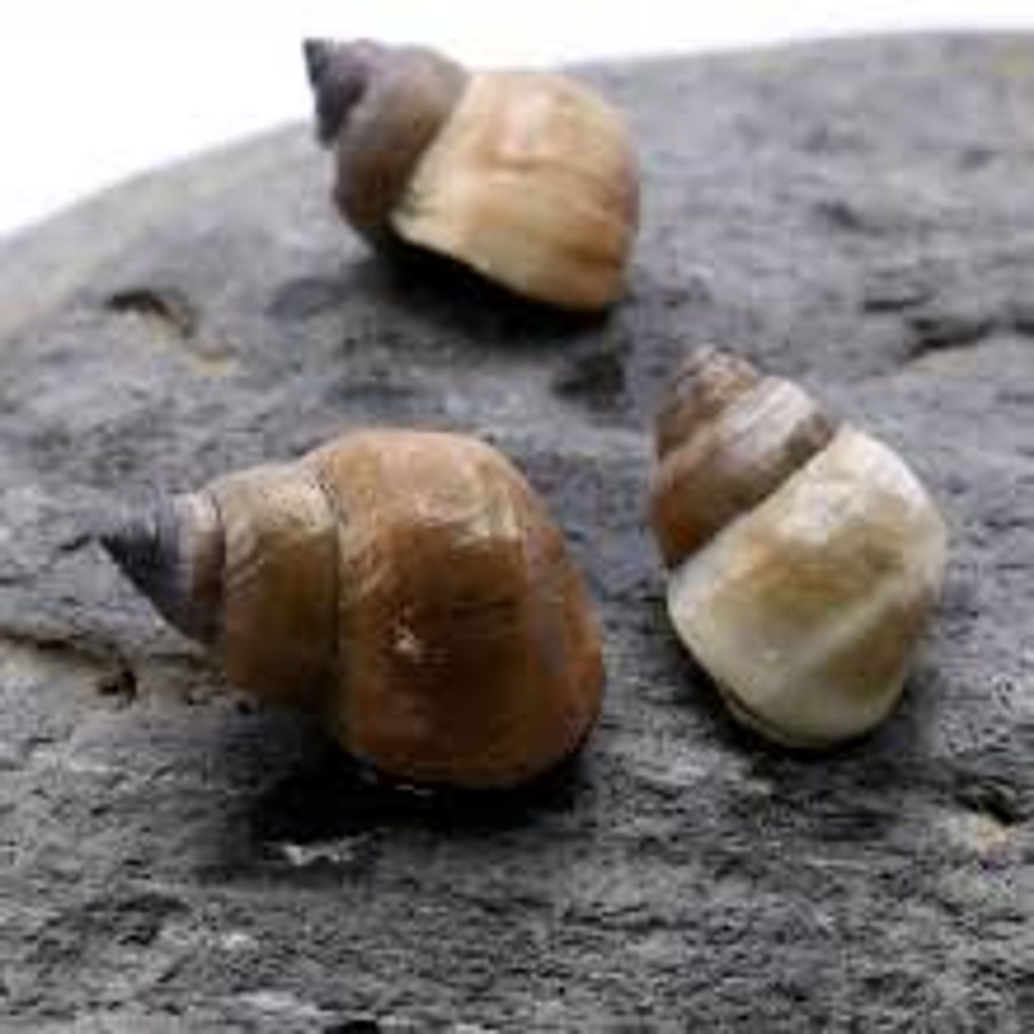 White Wizard Snails
