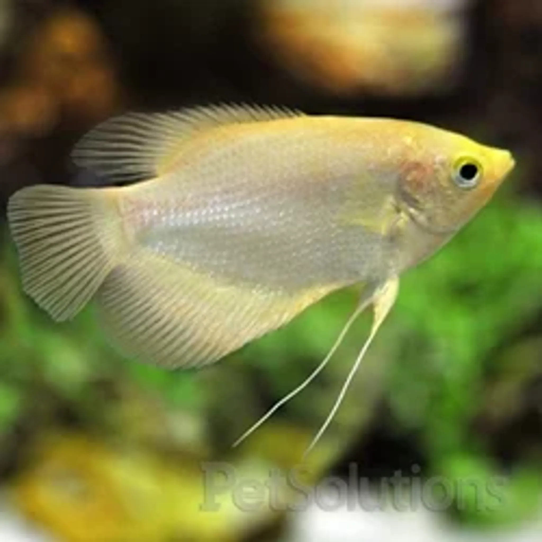 White gourami black eye