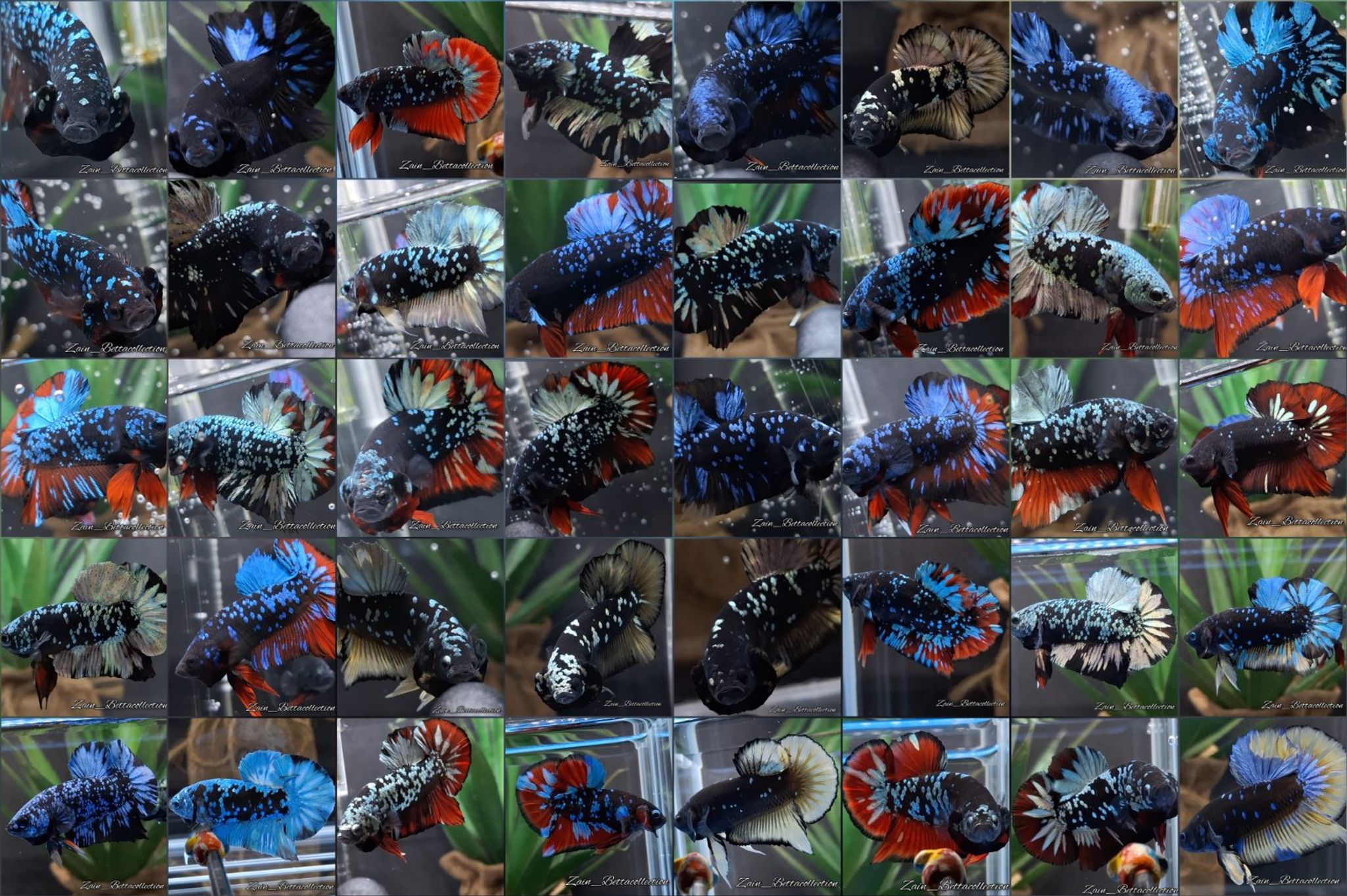 Halfmoon Plakat Betta (Wholesale Avatar HMPK Series 50 Random Fish)