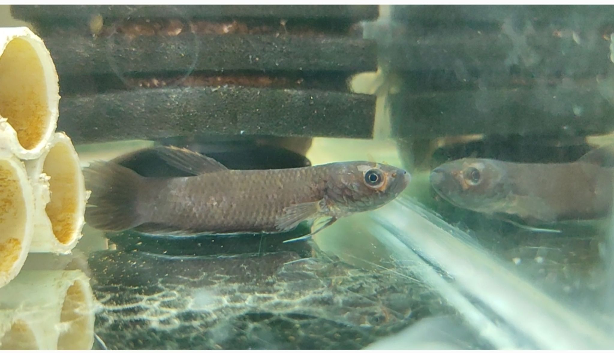 Wild Betta Ideii sp Meratus