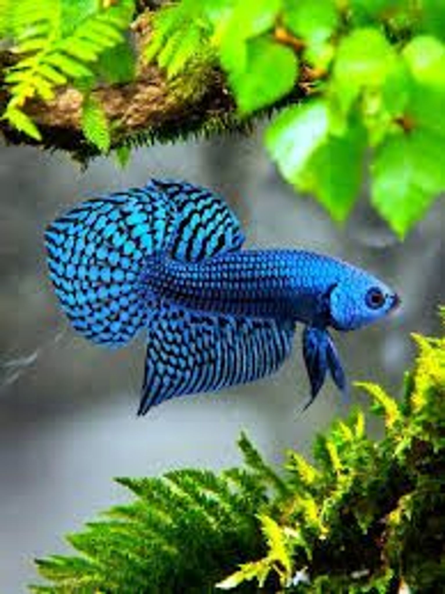 Wild Betta Splendens