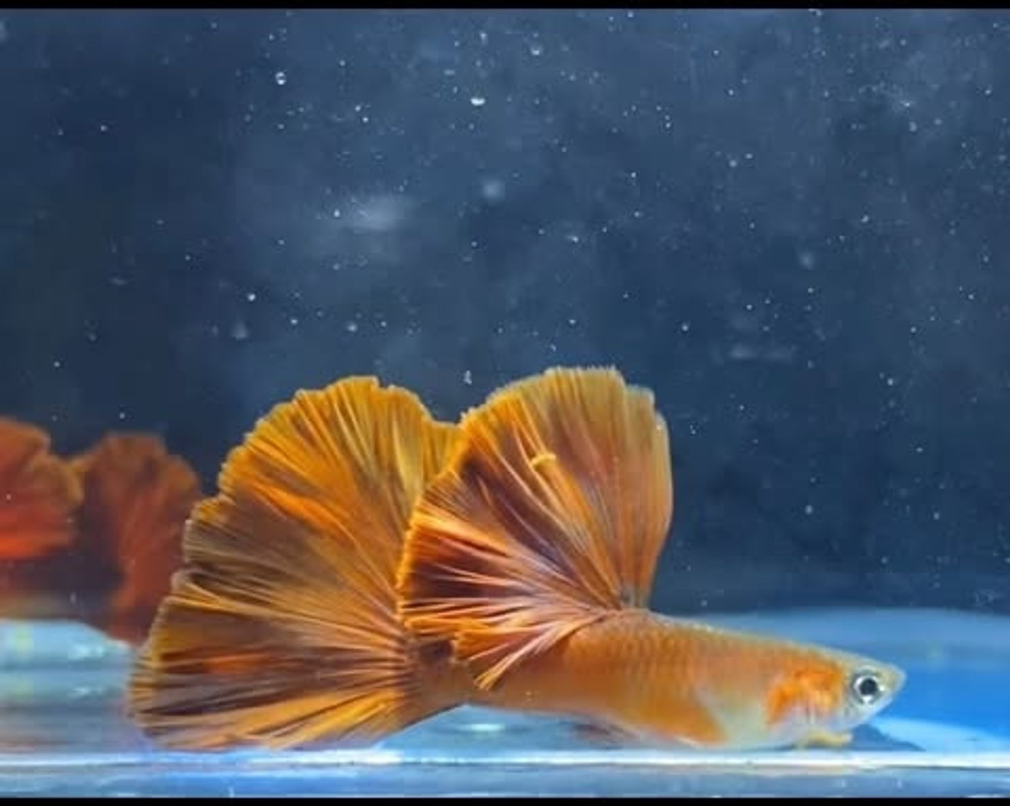 Wild Red