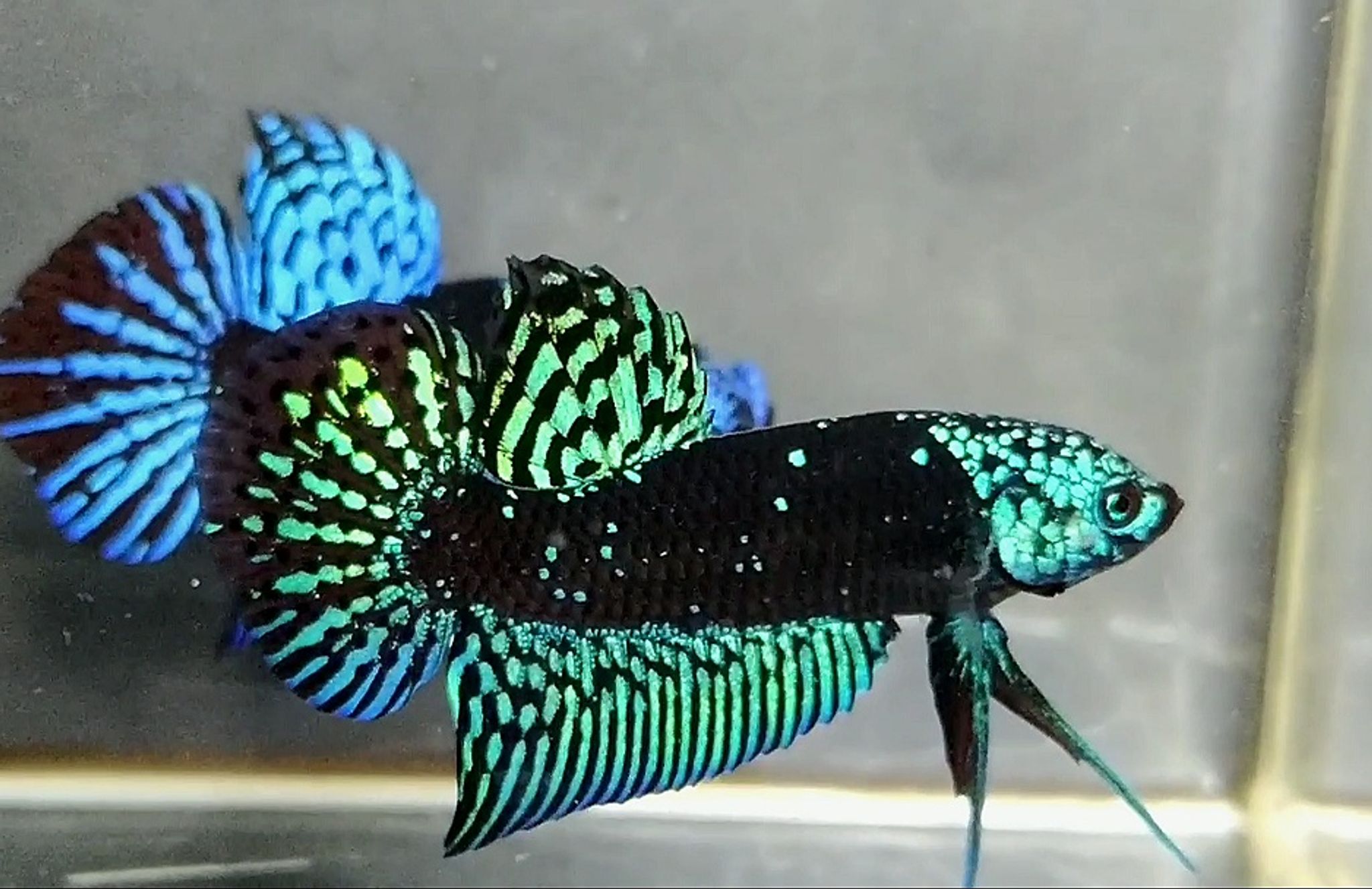 Wild betta Glitter ( Rare)