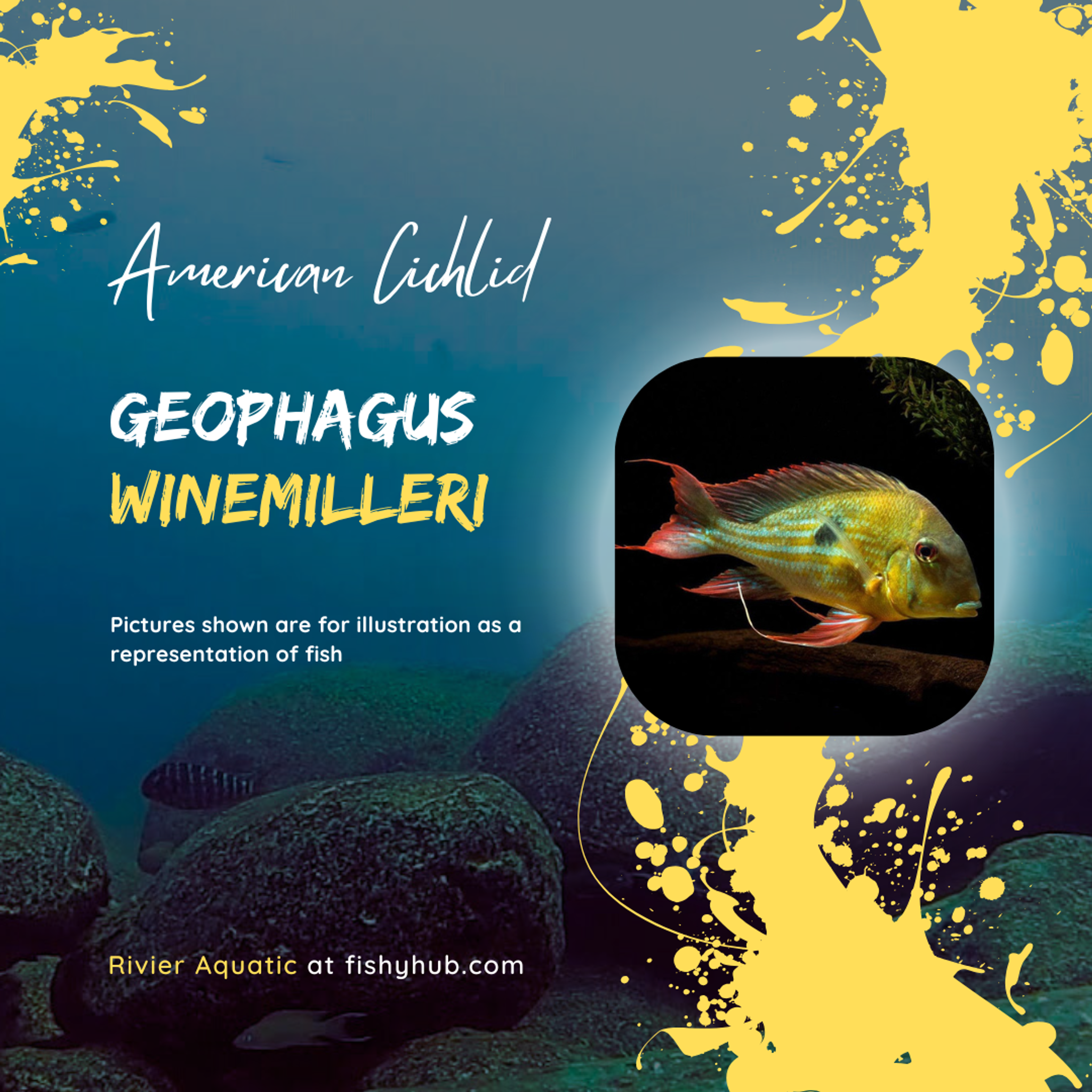 Winemiller's Eartheater (Geophagus Winemilleri)