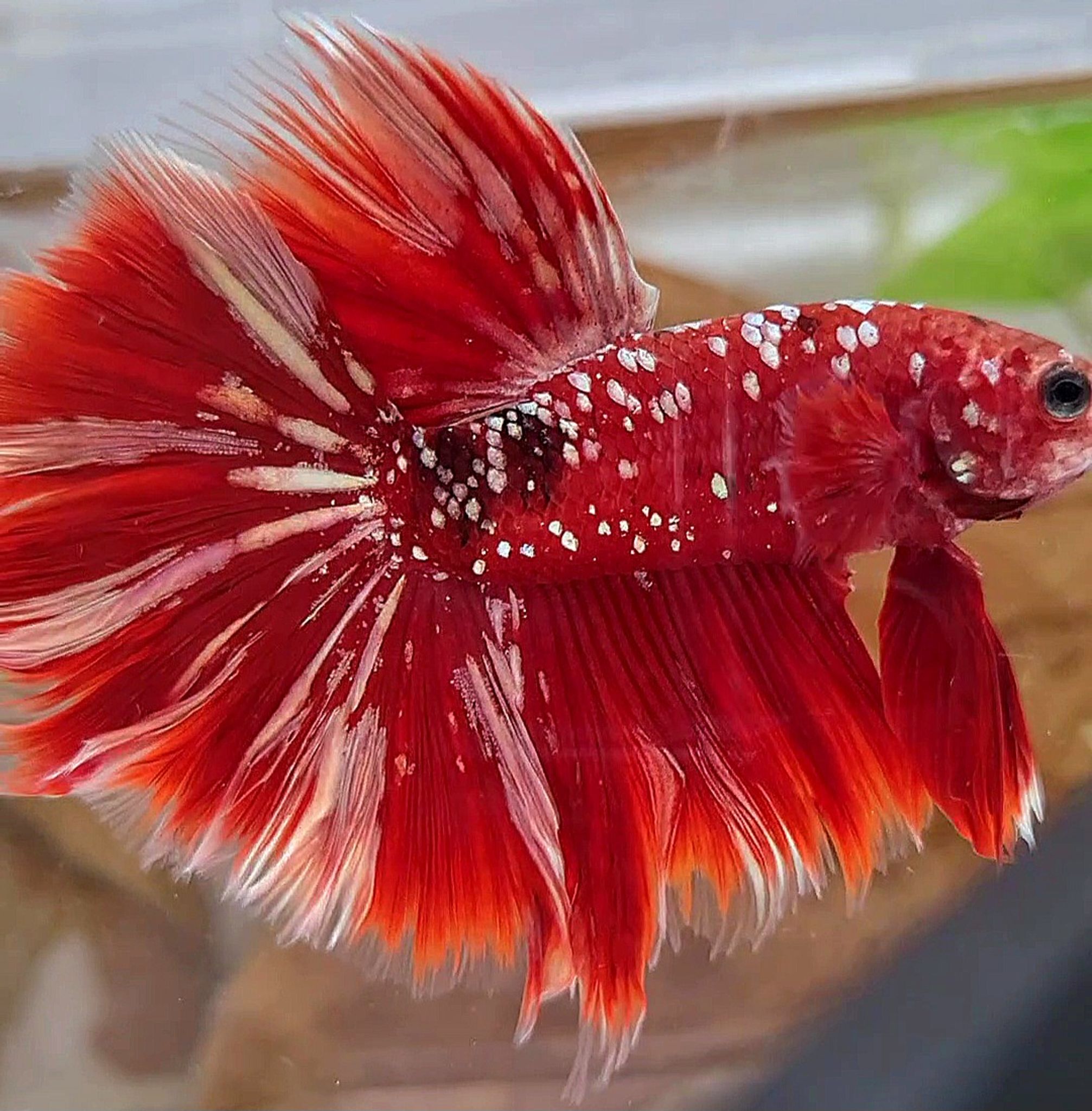 XL HALFMOON ROSETAIL RED GOLD GALAXY RGG