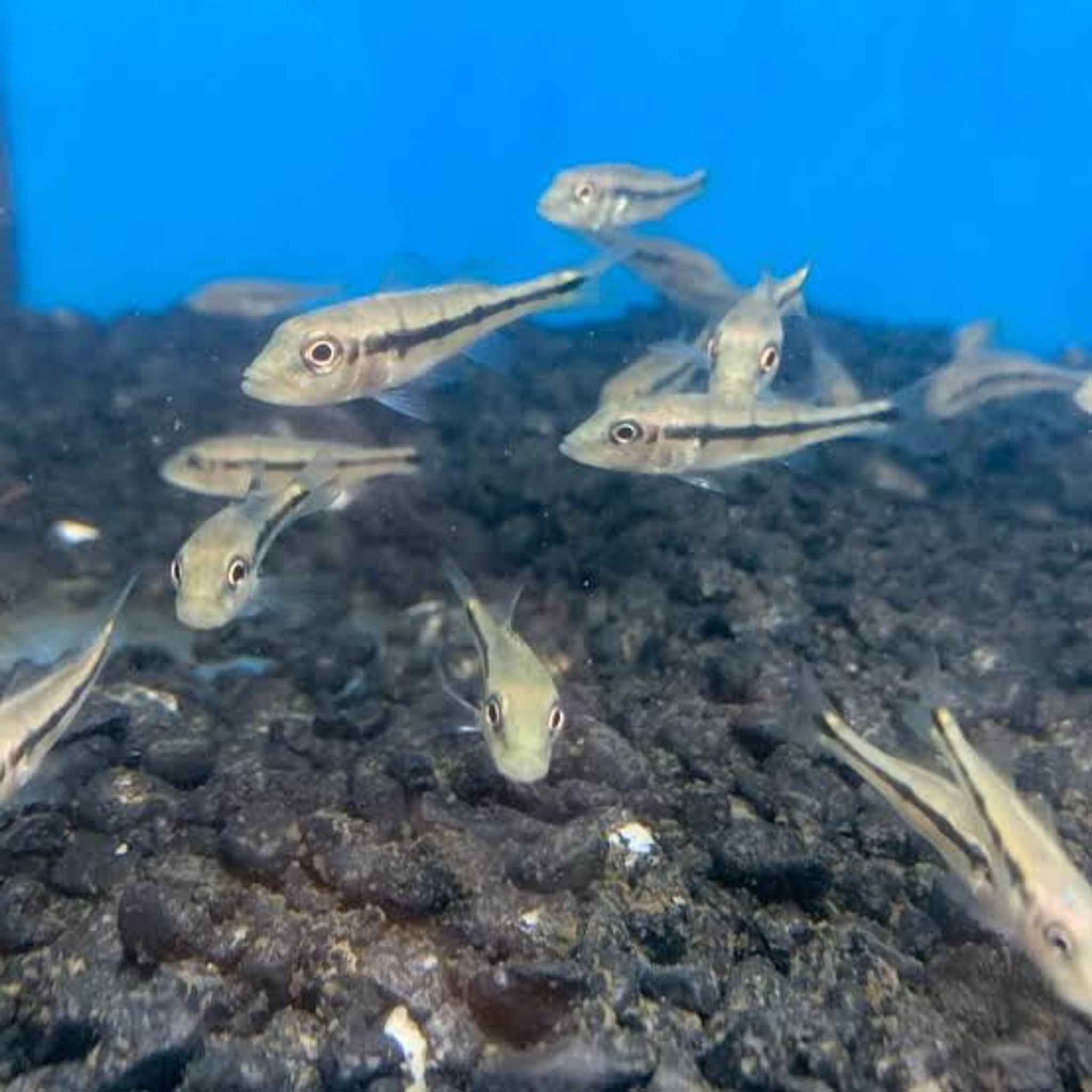 Xingu Peacock Bass