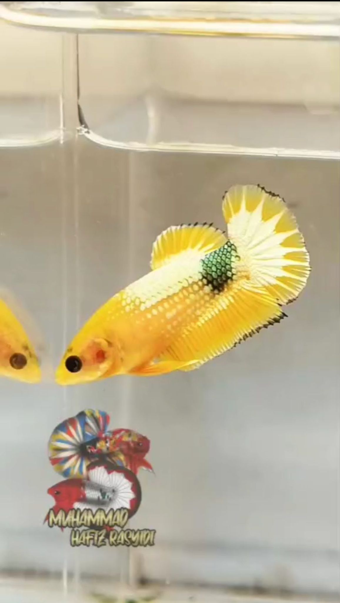 YELLOW FANCY