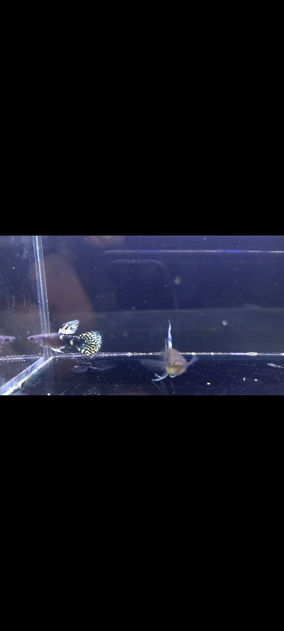 Yelloe tiger full blok ribbon