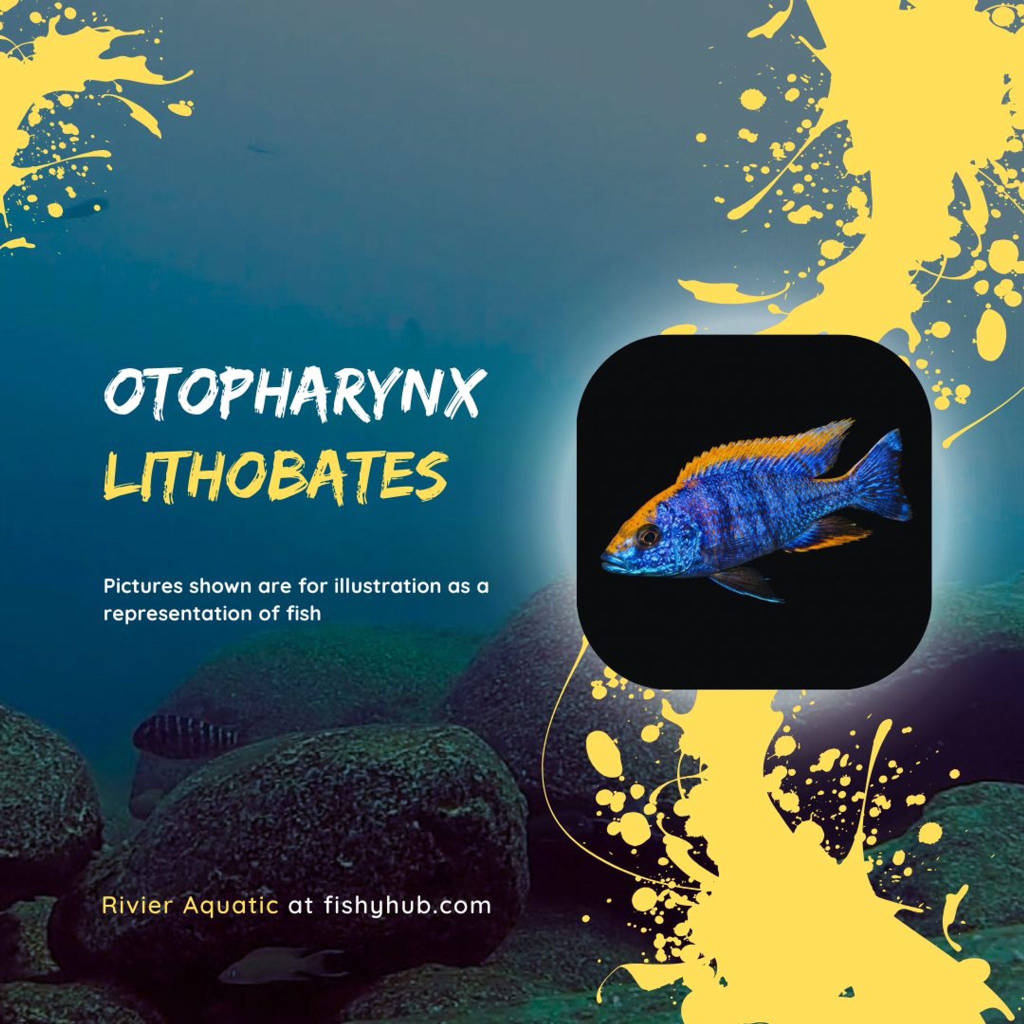 Yellow Blaze Cichlid (Otopharynx Lithobates)
